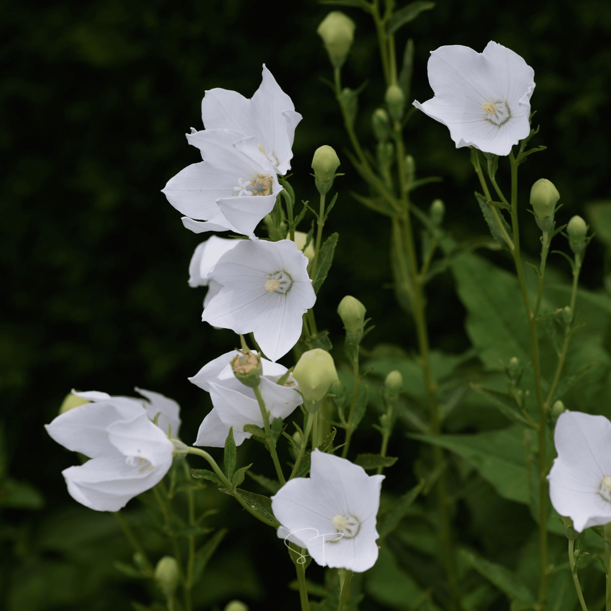 White Balloon Flower – 50 Seeds seed packet from Seed Therapy – American - grown, heirloom seeds