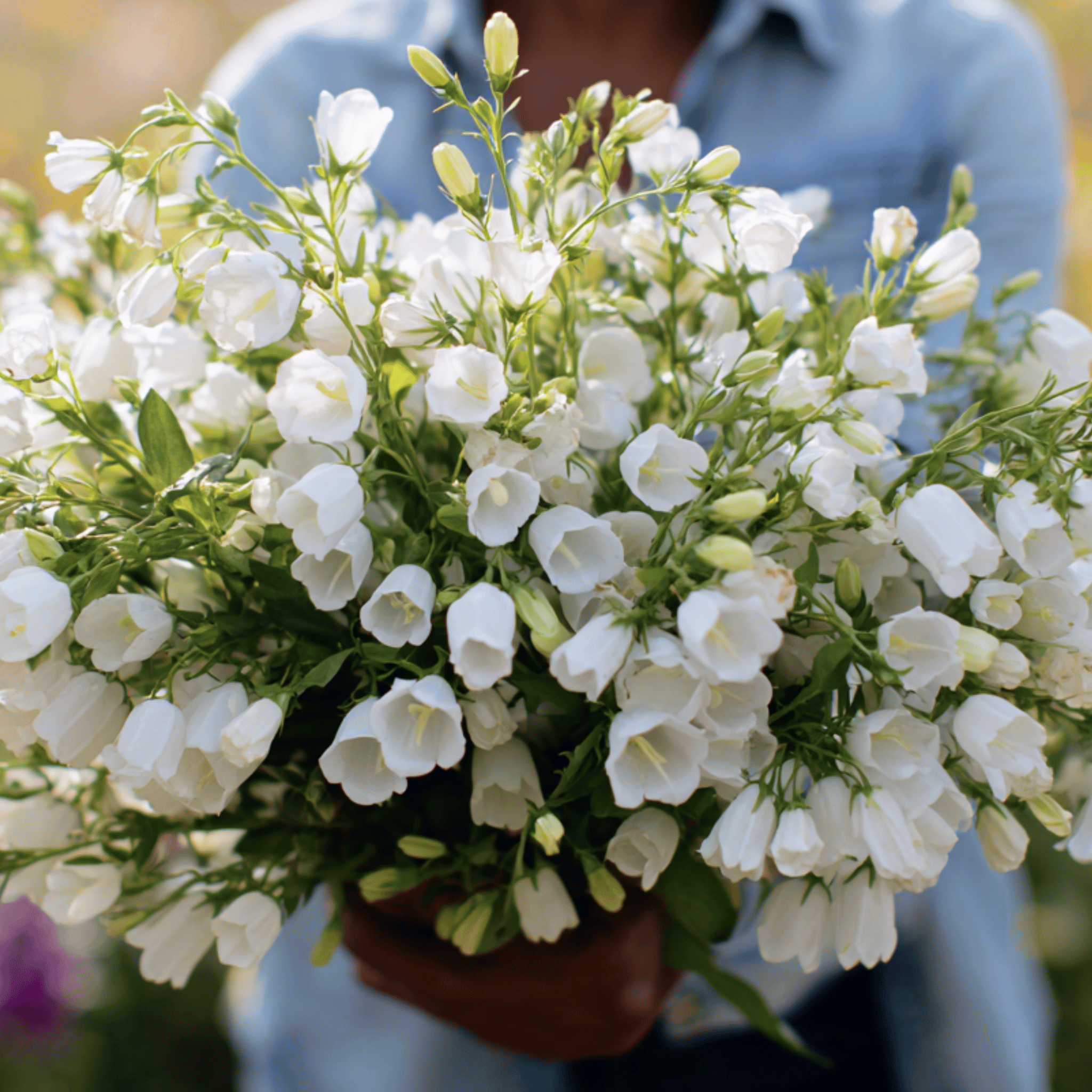 White Canterbury Bells – 100 Seeds seed packet from Seed Therapy – American - grown, heirloom seeds