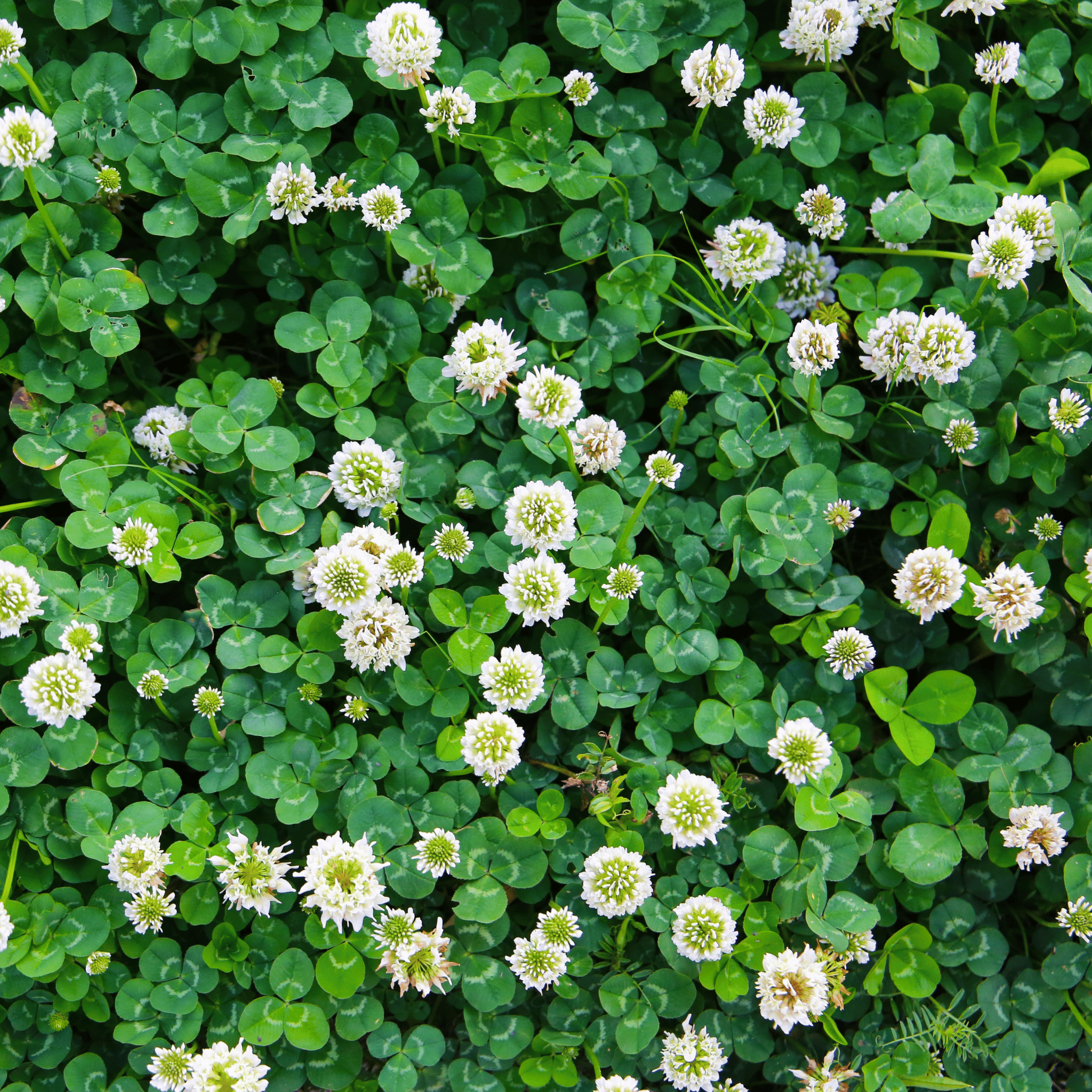 White Clover (Irish Clover) - 1,000 Seeds seed packet from Seed Therapy – American - grown, heirloom seeds
