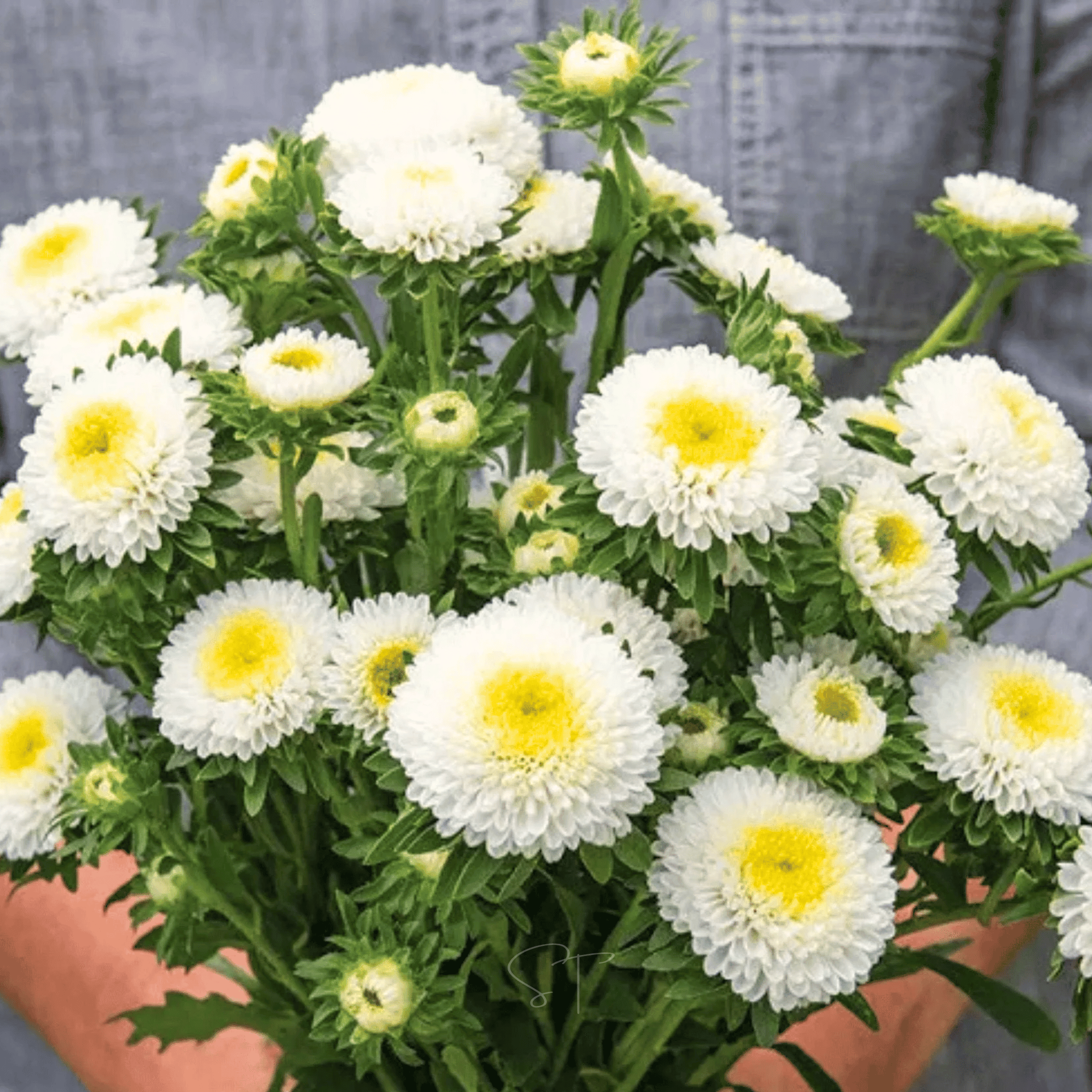 White Pompon Aster – 50 Seeds seed packet from Seed Therapy – American - grown, heirloom seeds