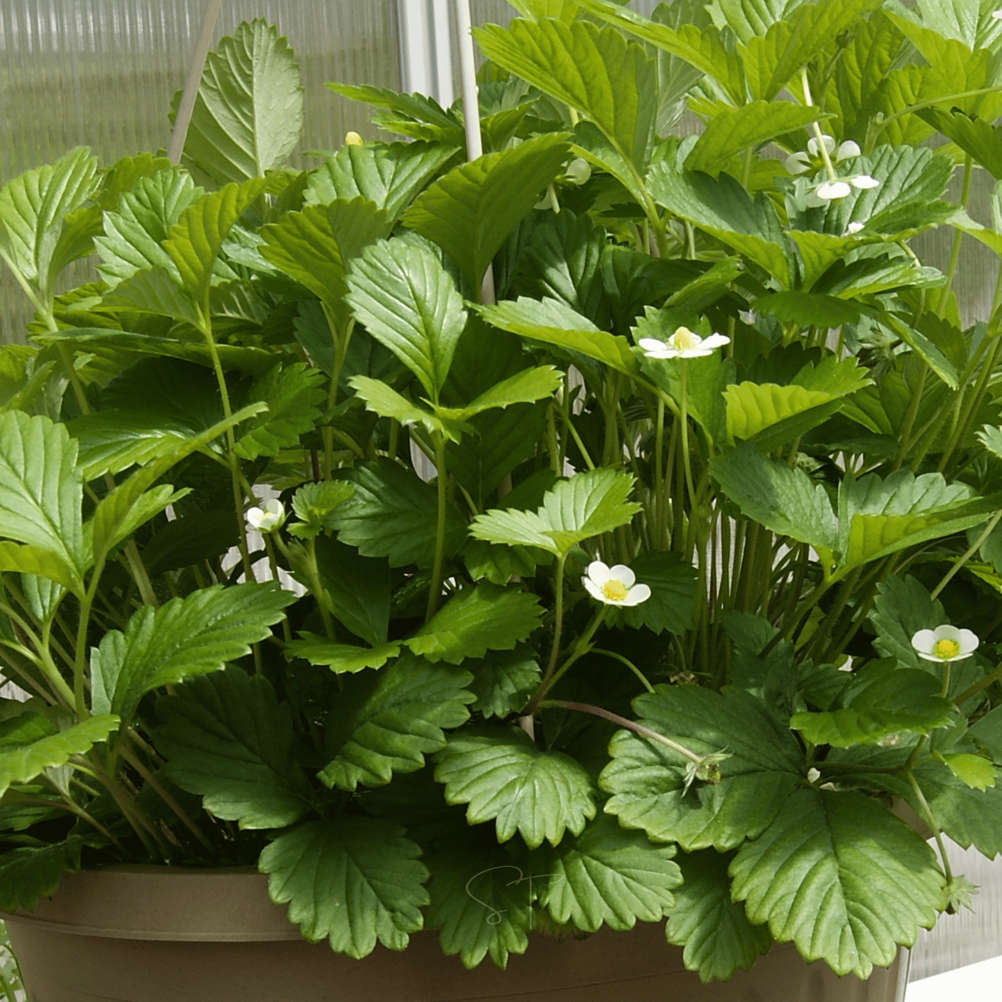 White Soul Strawberry – 100 Seeds seed packet from Seed Therapy – American - grown, heirloom seeds