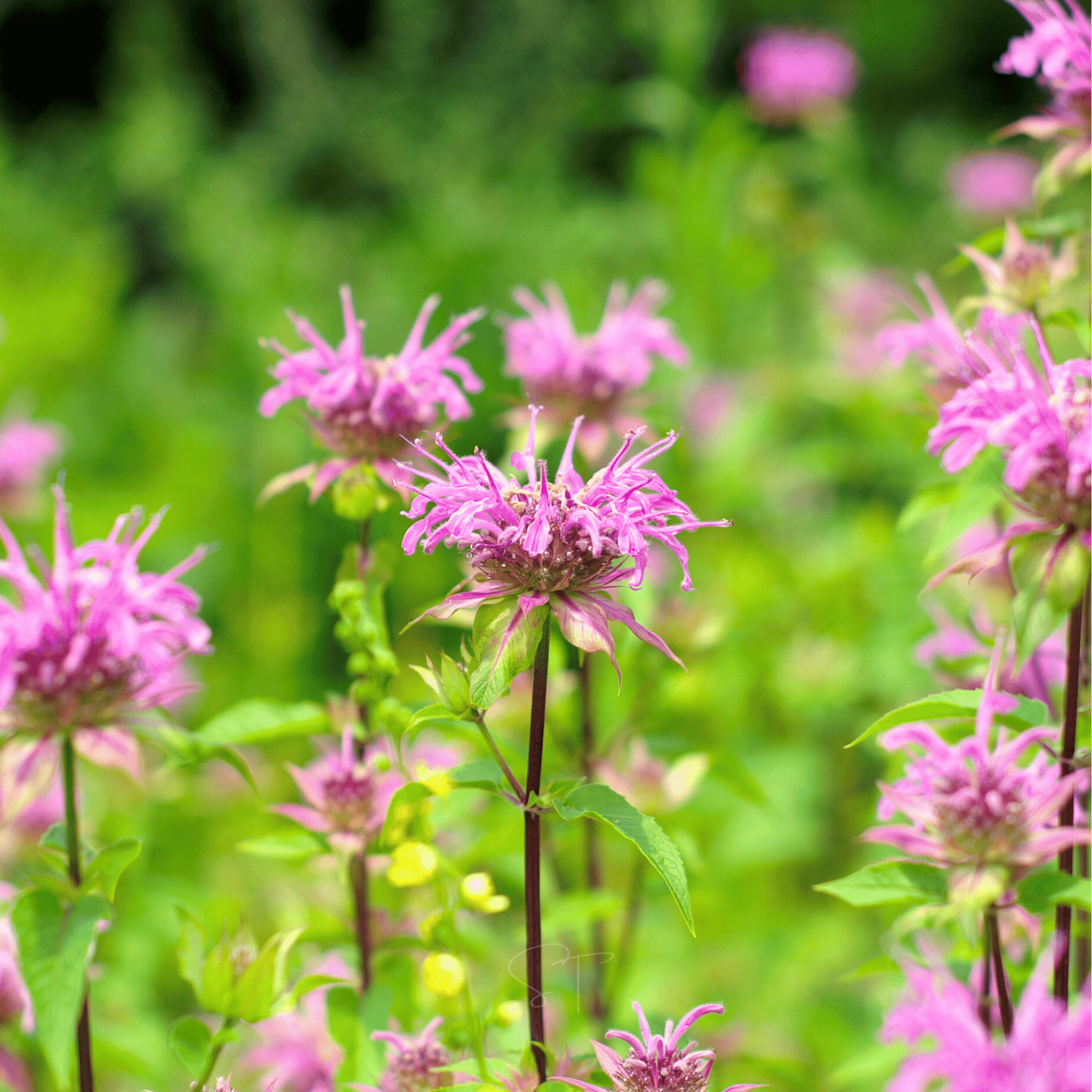 Wild Bergamot Bee Balm (Mintleaf) – 100 Seeds seed packet from Seed Therapy – American - grown, heirloom seeds