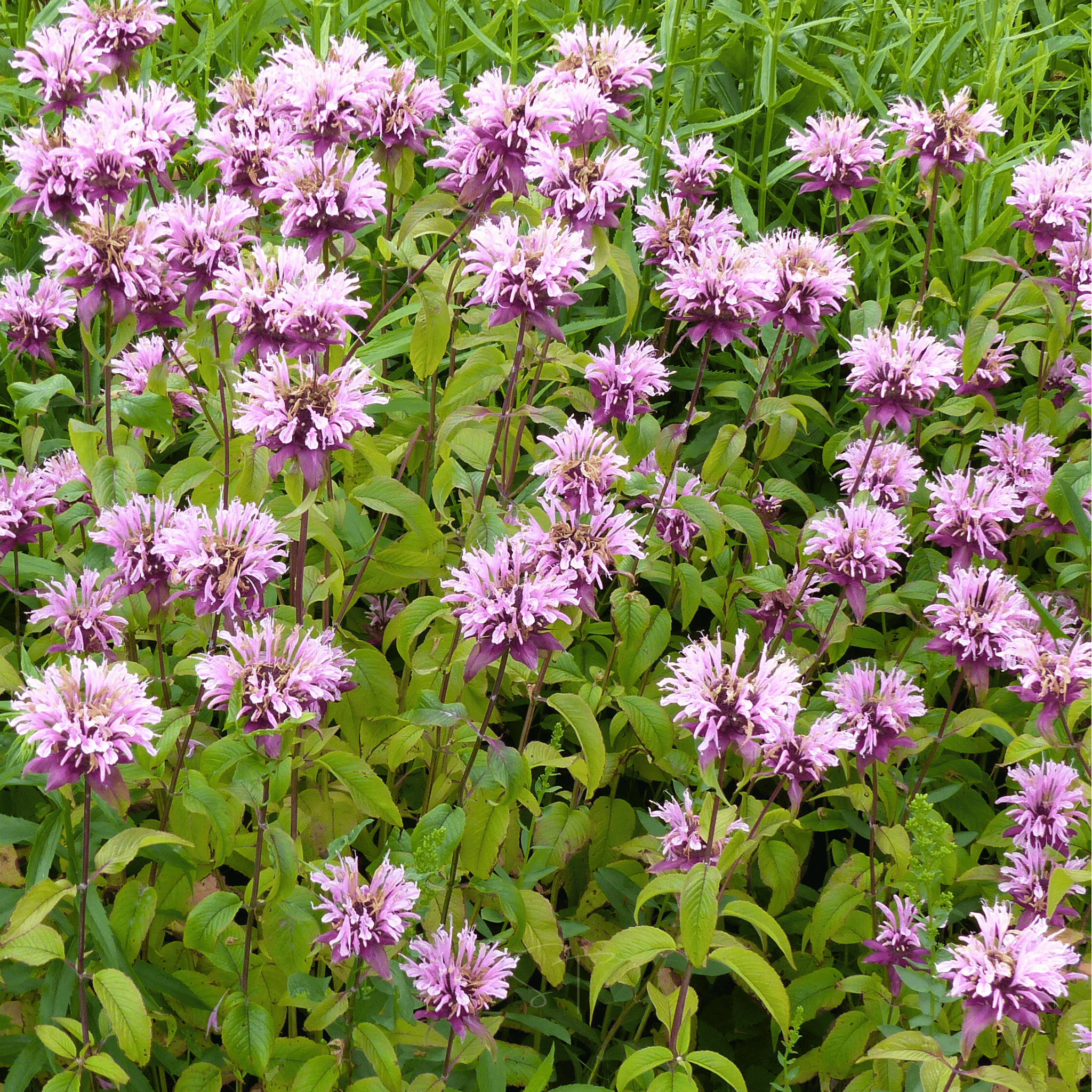 Wild Bergamot Bee Balm (Mintleaf) – 100 Seeds seed packet from Seed Therapy – American - grown, heirloom seeds