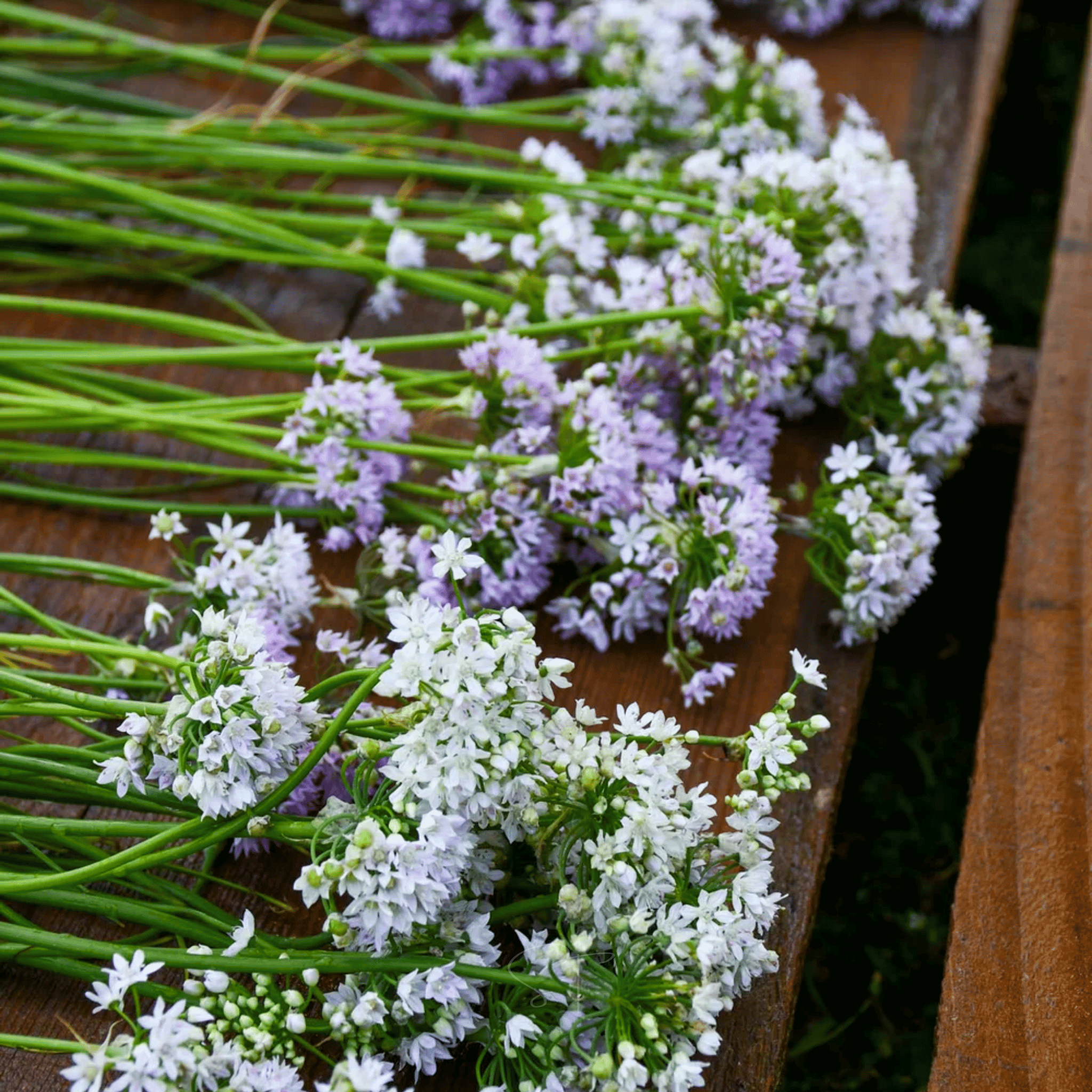 Wild Garlic – 25 Seeds seed packet from Seed Therapy – American - grown, heirloom seeds