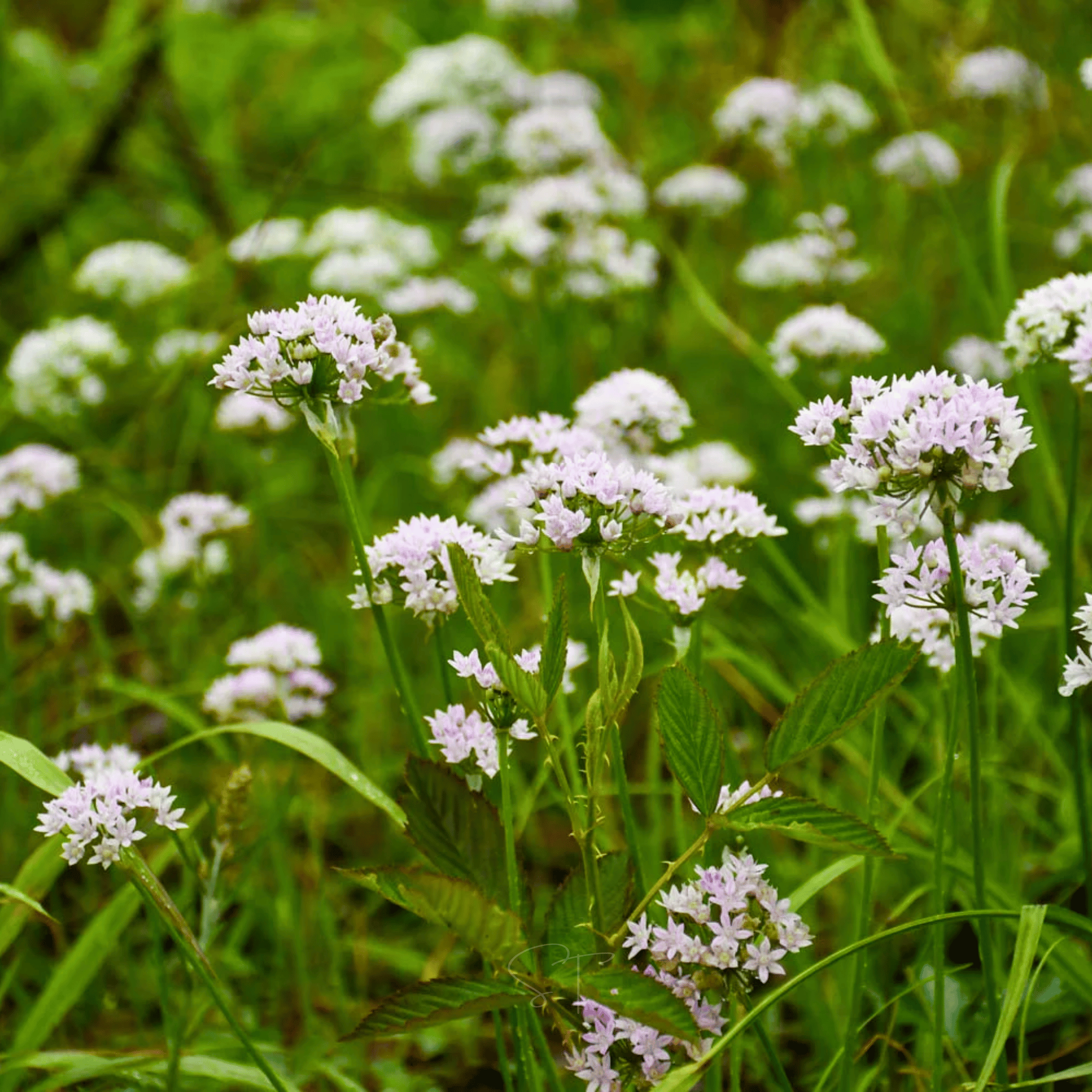 Wild Garlic – 25 Seeds seed packet from Seed Therapy – American - grown, heirloom seeds