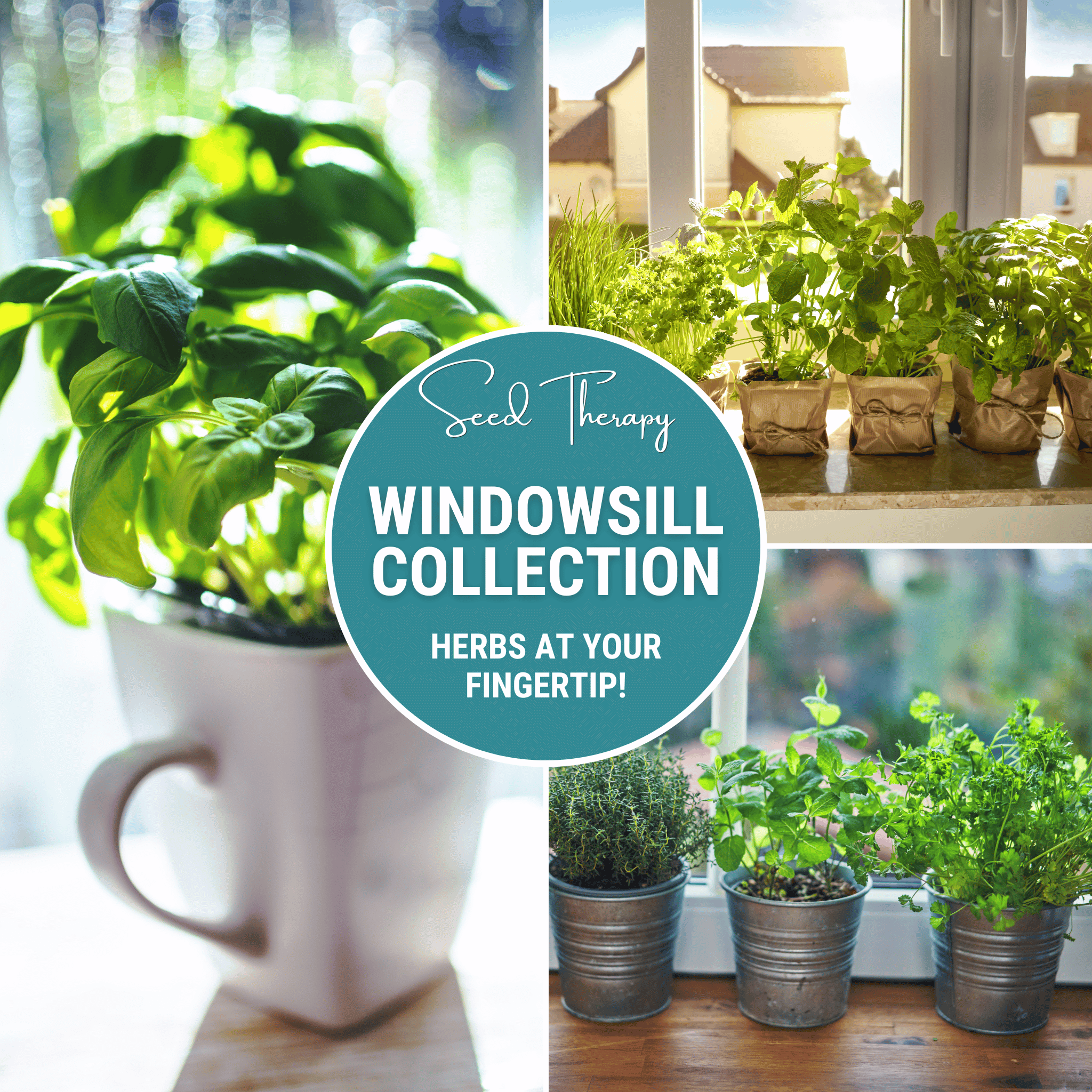 Windowsill Herb Seed Collection - 6 Culinary Herbs seed packet from Seed Therapy – American - grown, heirloom seeds