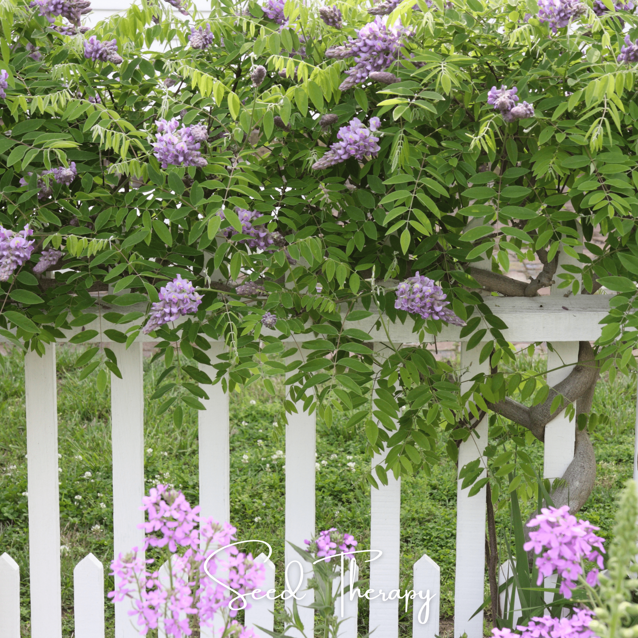 Wisteria, American (Wisteria frutescens) - 5 Seeds seed packet from Seed Therapy – American - grown, heirloom seeds