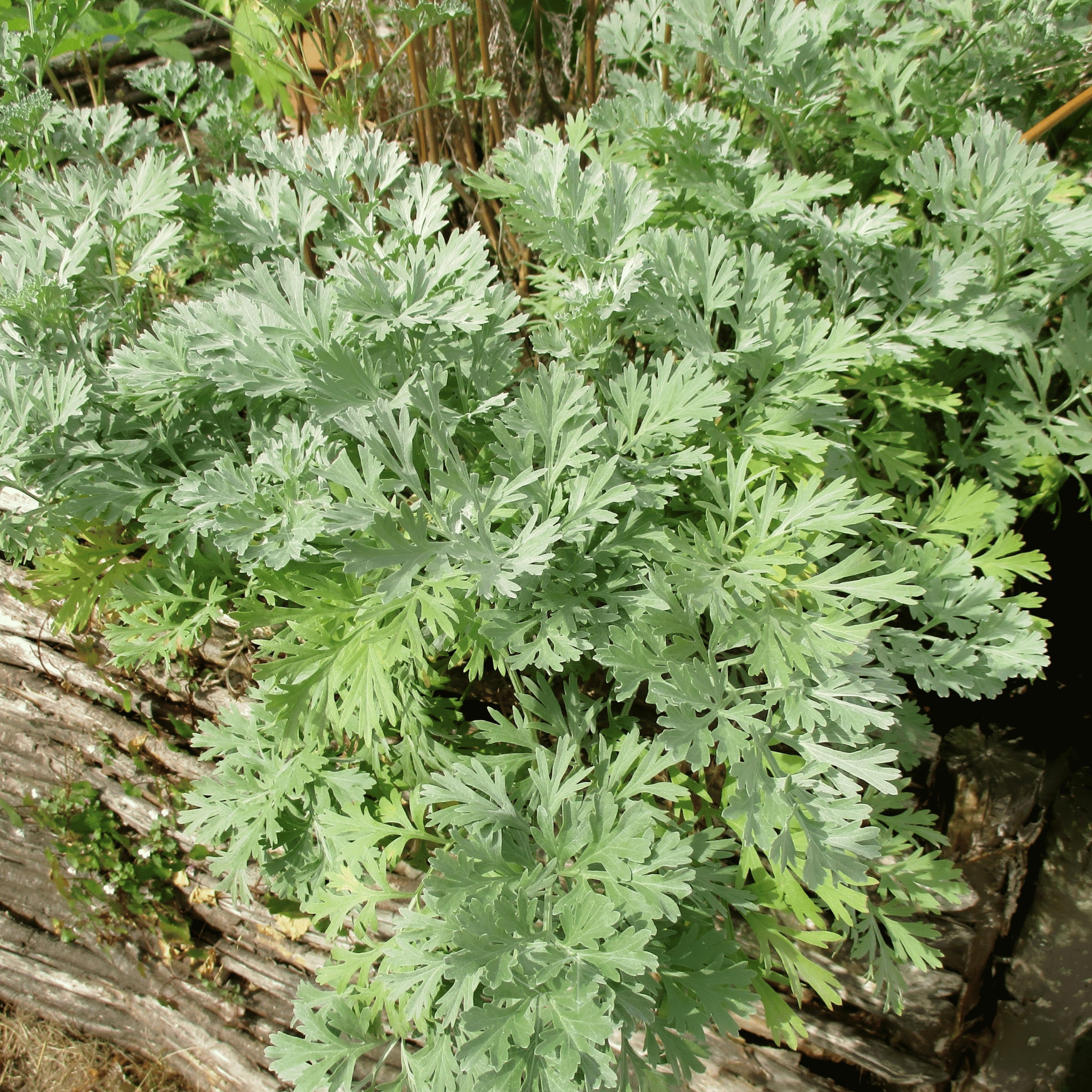 Wormwood – 200 Seeds seed packet from Seed Therapy – American - grown, heirloom seeds