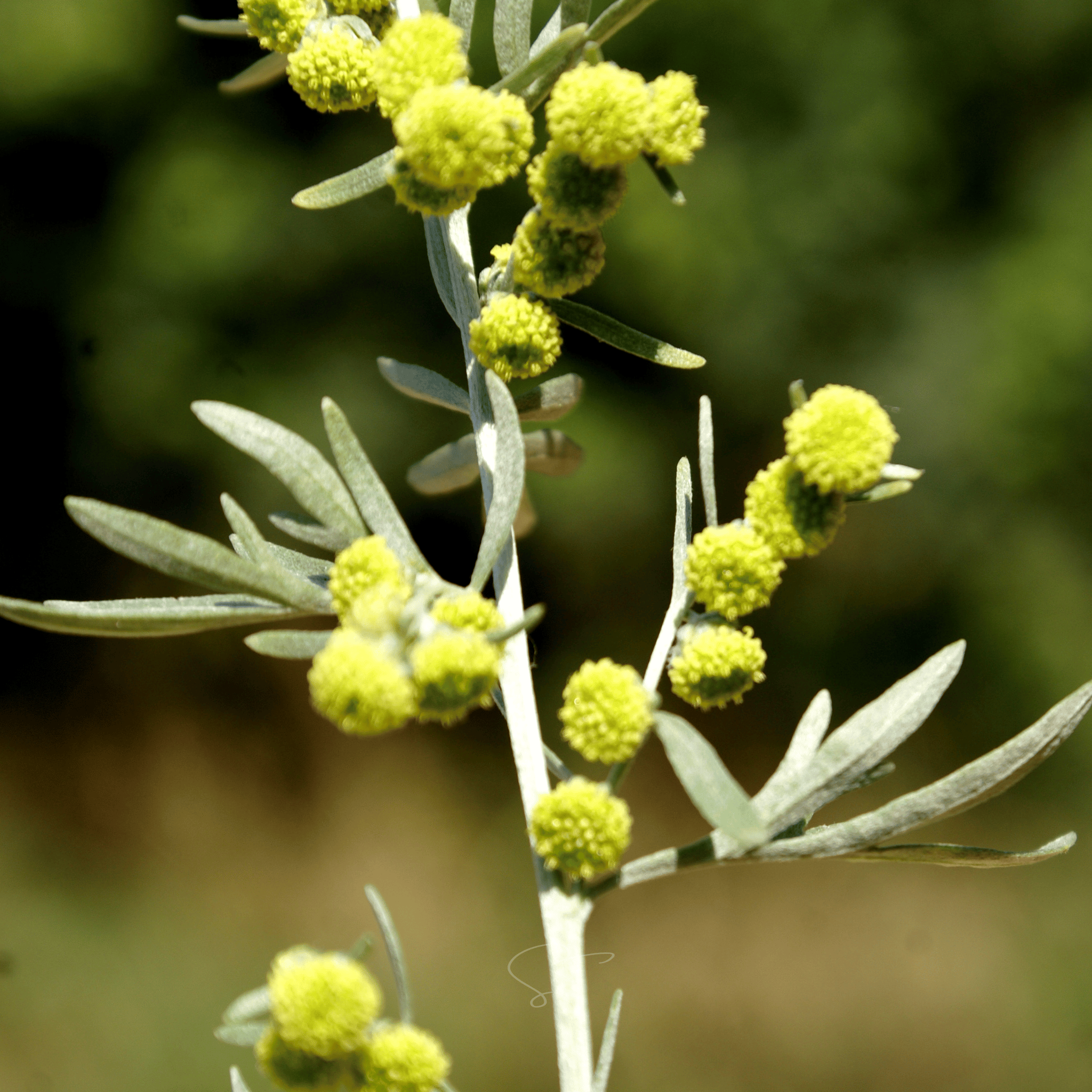Wormwood – 200 Seeds seed packet from Seed Therapy – American - grown, heirloom seeds