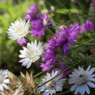 Xeranthemum, Immortelle Mix (Xeranthemum annuum) - 100 Seeds seed packet from Seed Therapy – American - grown, heirloom seeds