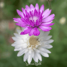 Xeranthemum, Immortelle Mix (Xeranthemum annuum) - 100 Seeds seed packet from Seed Therapy – American - grown, heirloom seeds