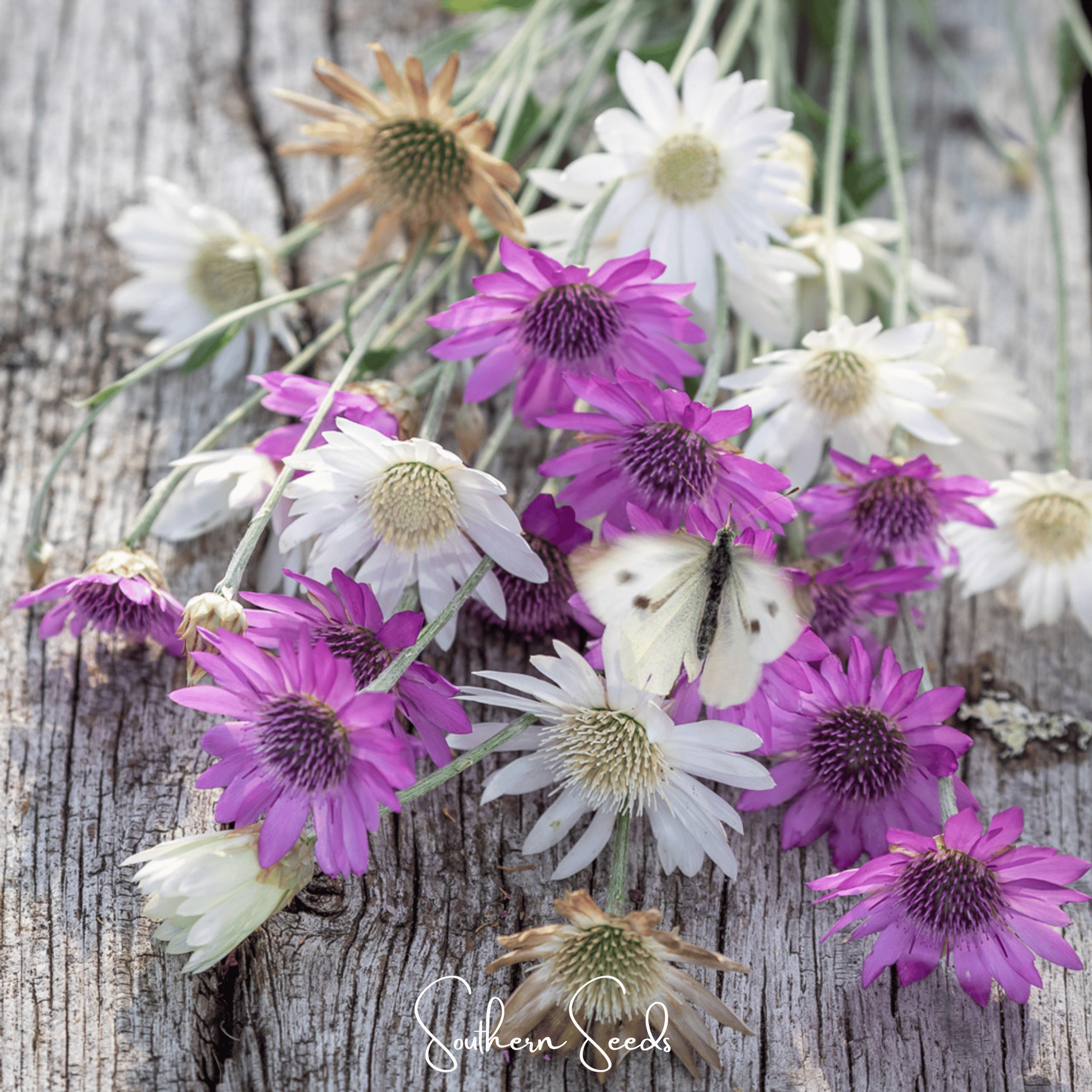 Xeranthemum, Immortelle Mix (Xeranthemum annuum) - 100 Seeds seed packet from Seed Therapy – American - grown, heirloom seeds