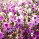 Xeranthemum, Immortelle Mix (Xeranthemum annuum) - 100 Seeds seed packet from Seed Therapy – American - grown, heirloom seeds