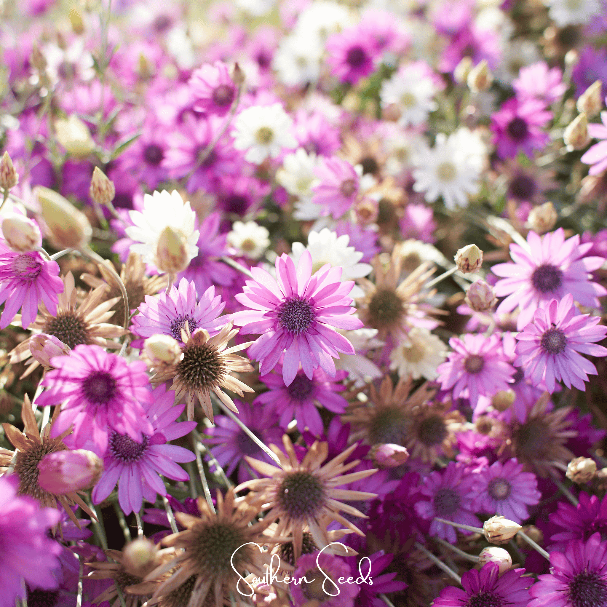 Xeranthemum, Immortelle Mix (Xeranthemum annuum) - 100 Seeds seed packet from Seed Therapy – American - grown, heirloom seeds