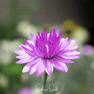 Xeranthemum, Immortelle Mix (Xeranthemum annuum) - 100 Seeds seed packet from Seed Therapy – American - grown, heirloom seeds