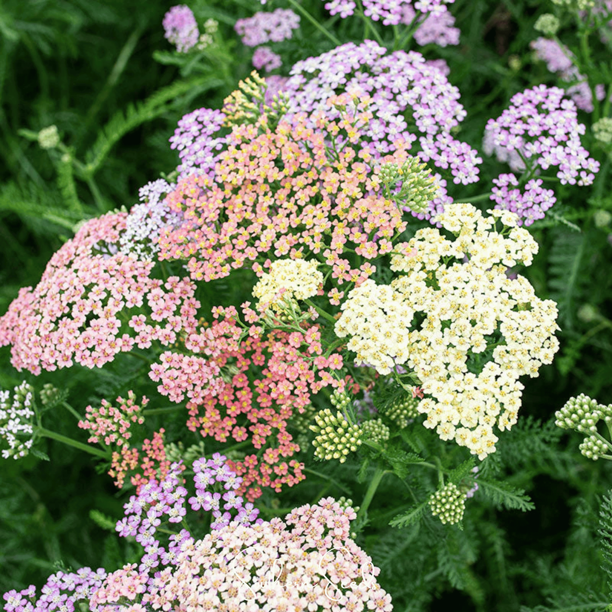 Yarrow, Colorado Mix (Achillea millefolium) - 50 seeds seed packet from Seed Therapy – American - grown, heirloom seeds