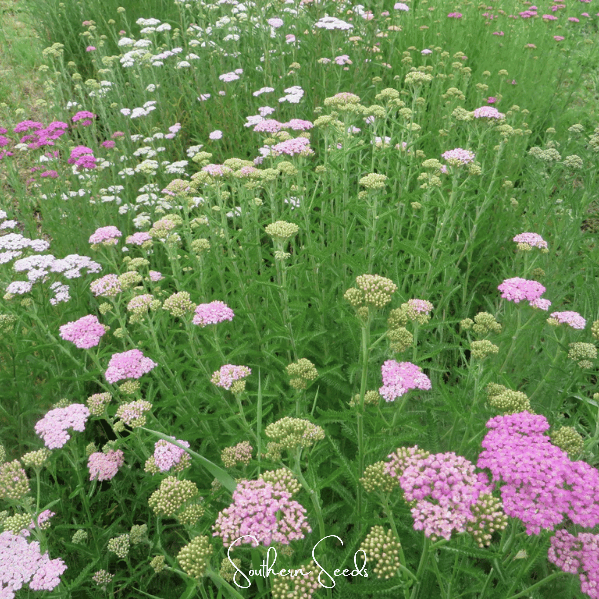 Yarrow, Colorado Mix (Achillea millefolium) - 50 seeds seed packet from Seed Therapy – American - grown, heirloom seeds