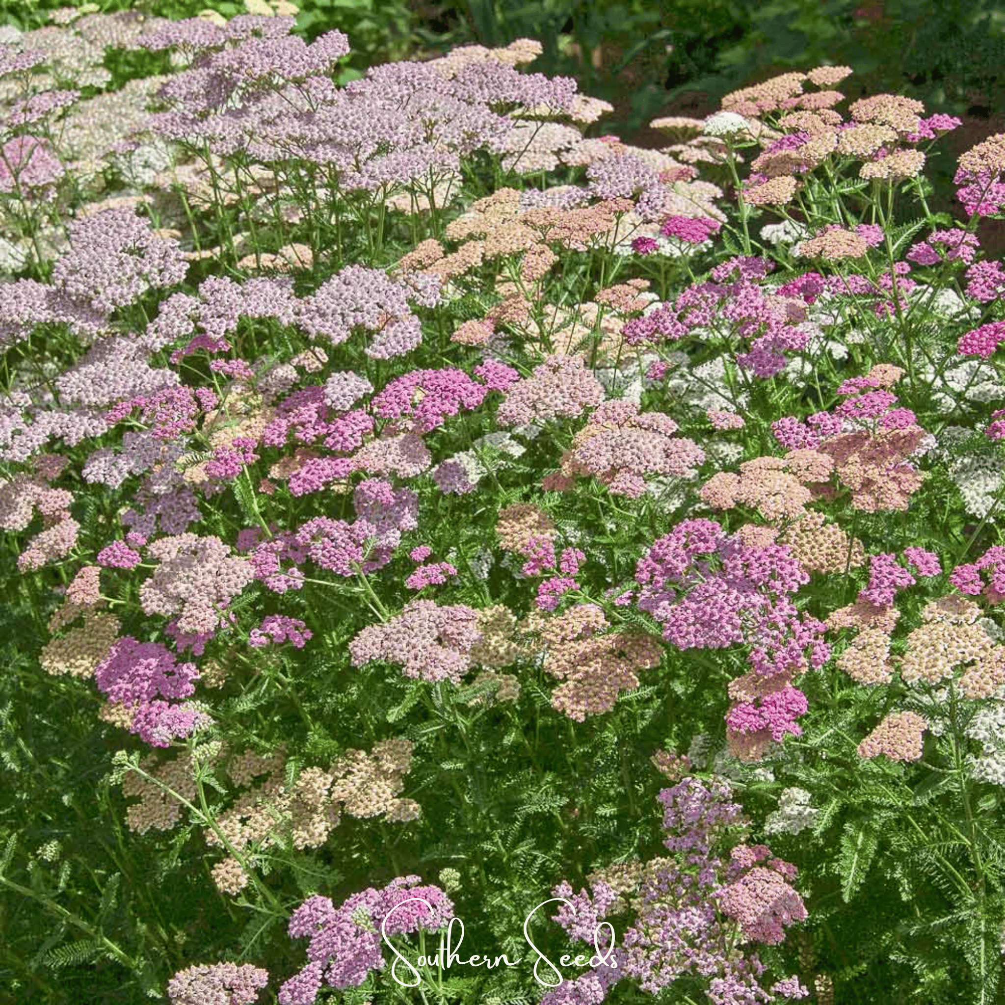 Yarrow, Colorado Mix (Achillea millefolium) - 50 seeds seed packet from Seed Therapy – American - grown, heirloom seeds