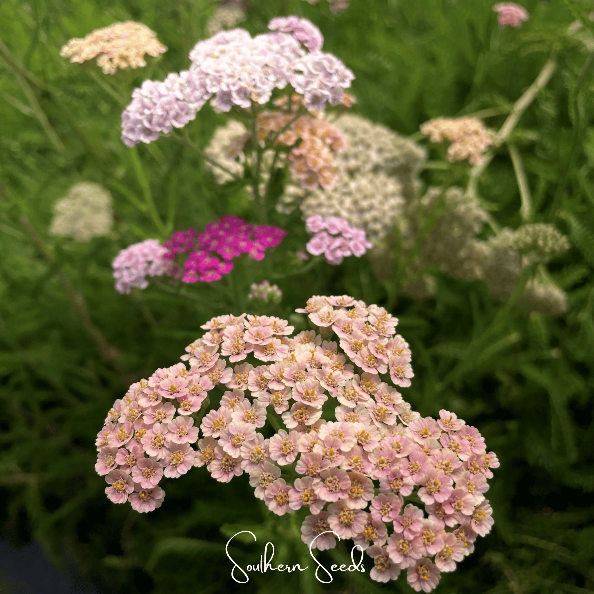 Yarrow, Colorado Mix (Achillea millefolium) - 50 seeds seed packet from Seed Therapy – American - grown, heirloom seeds