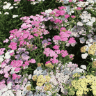 Yarrow, Summer Pastels (Achillea millefolium) - 50 seeds seed packet from Seed Therapy – American - grown, heirloom seeds