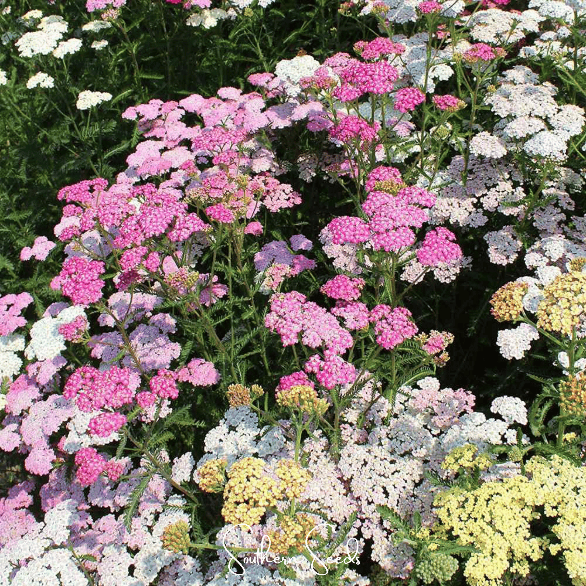 Yarrow, Summer Pastels (Achillea millefolium) - 50 seeds seed packet from Seed Therapy – American - grown, heirloom seeds