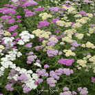 Yarrow, Summer Pastels (Achillea millefolium) - 50 seeds seed packet from Seed Therapy – American - grown, heirloom seeds
