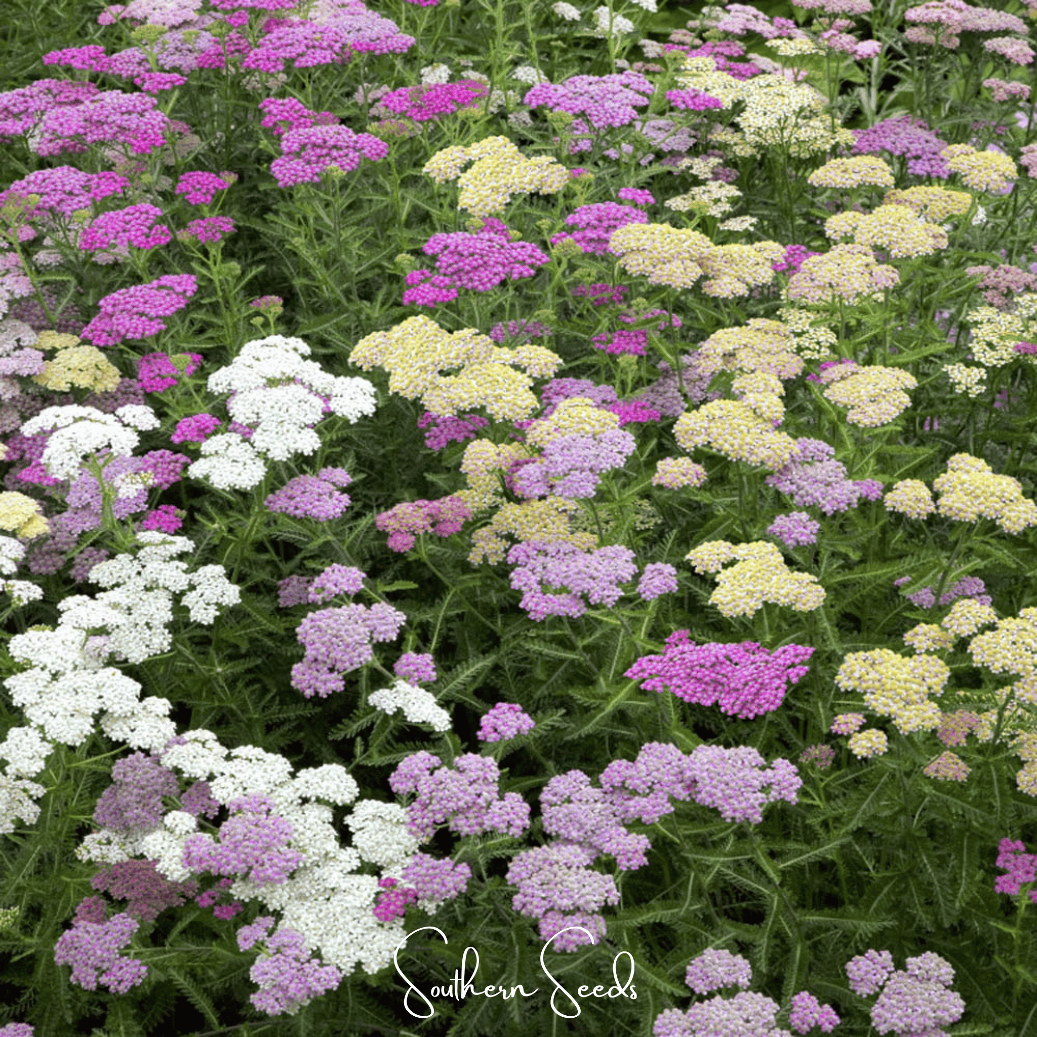 Yarrow, Summer Pastels (Achillea millefolium) - 50 seeds seed packet from Seed Therapy – American - grown, heirloom seeds