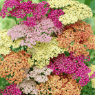 Yarrow, Summer Pastels (Achillea millefolium) - 50 seeds seed packet from Seed Therapy – American - grown, heirloom seeds