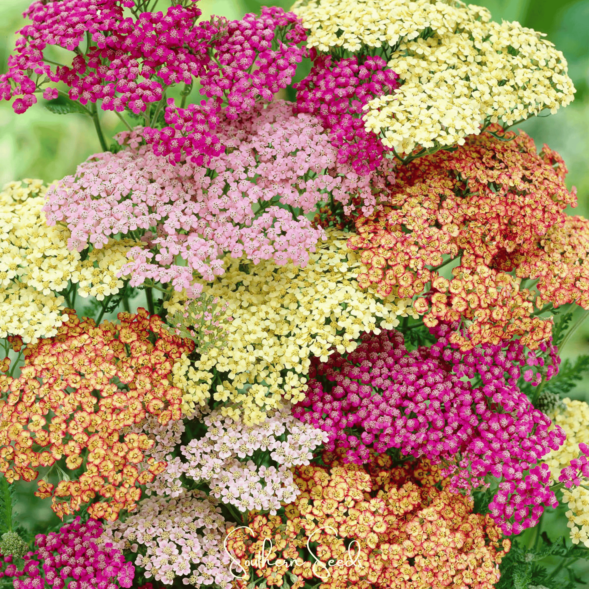 Yarrow, Summer Pastels (Achillea millefolium) - 50 seeds seed packet from Seed Therapy – American - grown, heirloom seeds