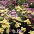 Yarrow, Summer Pastels (Achillea millefolium) - 50 seeds seed packet from Seed Therapy – American - grown, heirloom seeds