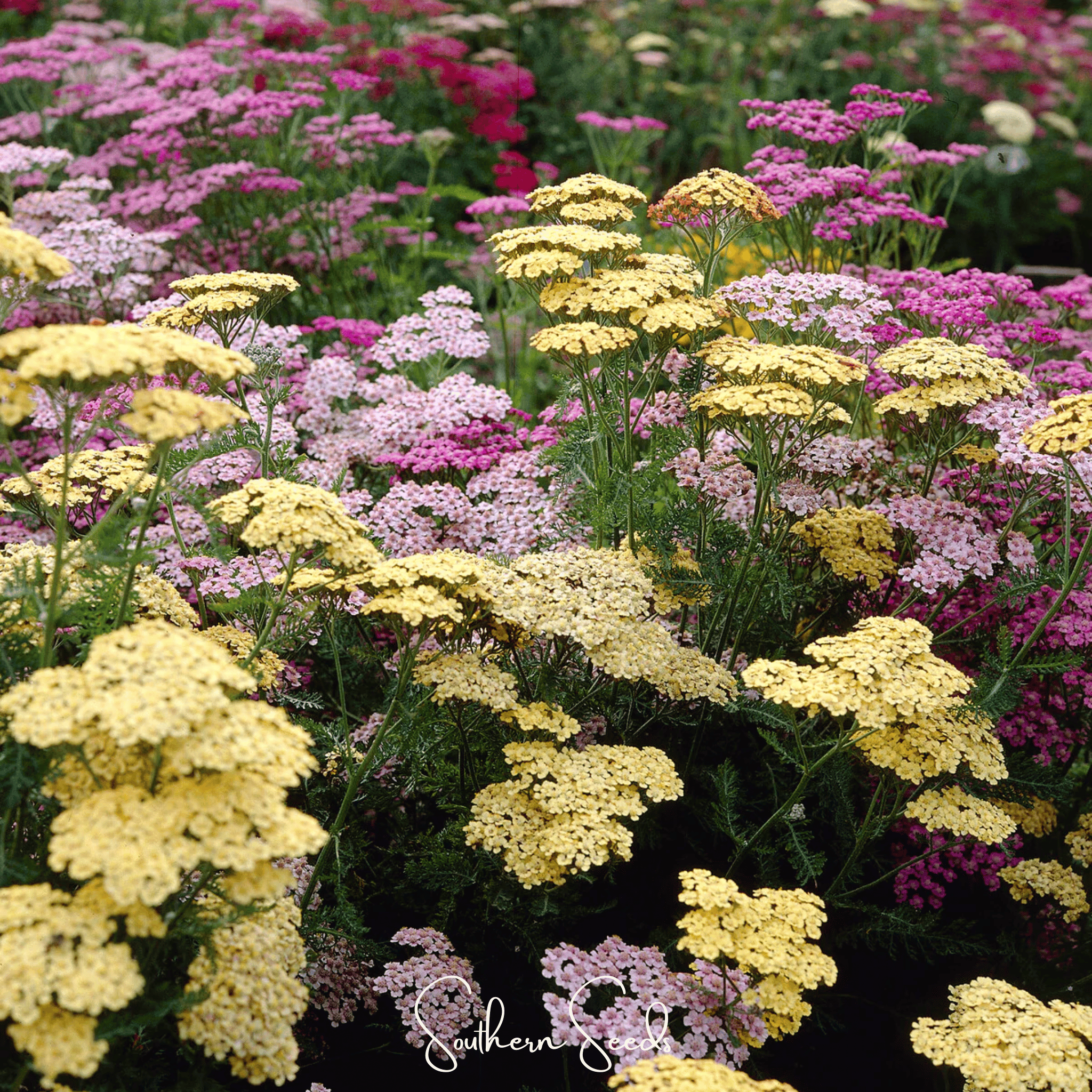 Yarrow, Summer Pastels (Achillea millefolium) - 50 seeds seed packet from Seed Therapy – American - grown, heirloom seeds