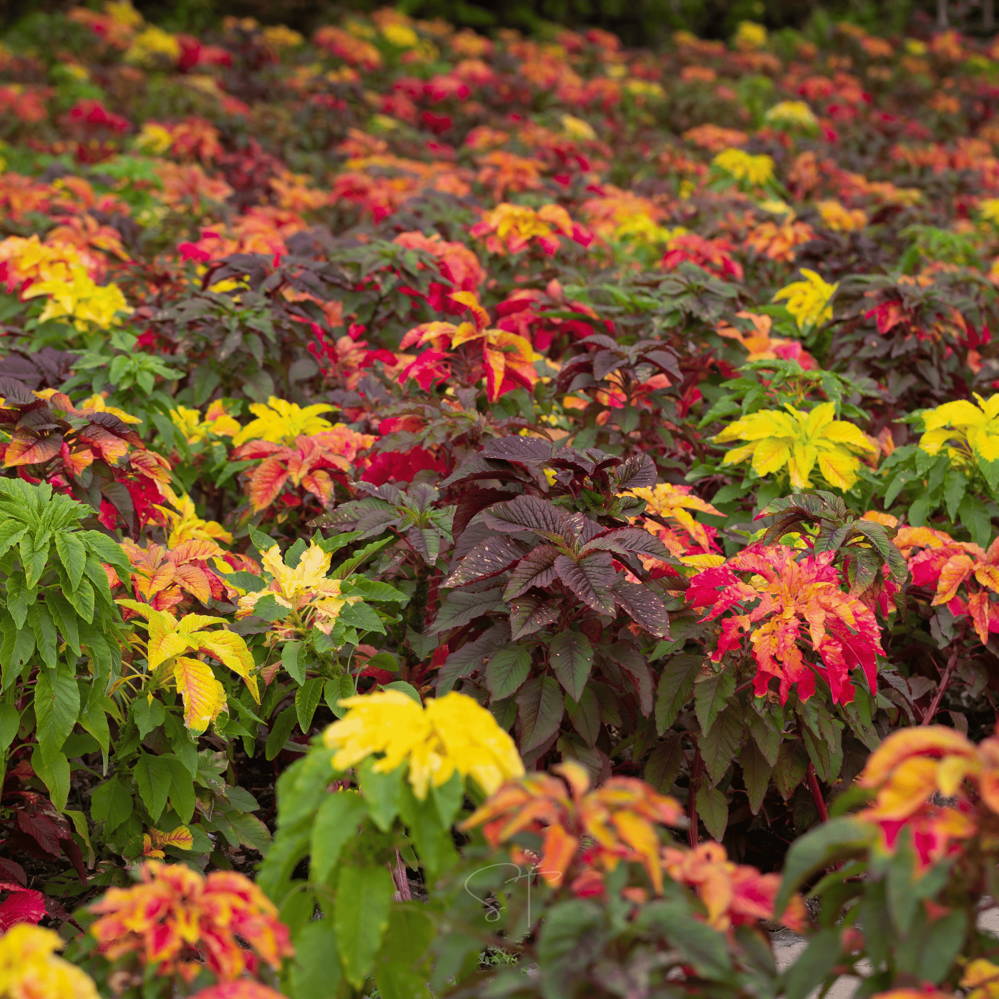 Yellow Amaranth – 100 Seeds seed packet from Seed Therapy – American - grown, heirloom seeds