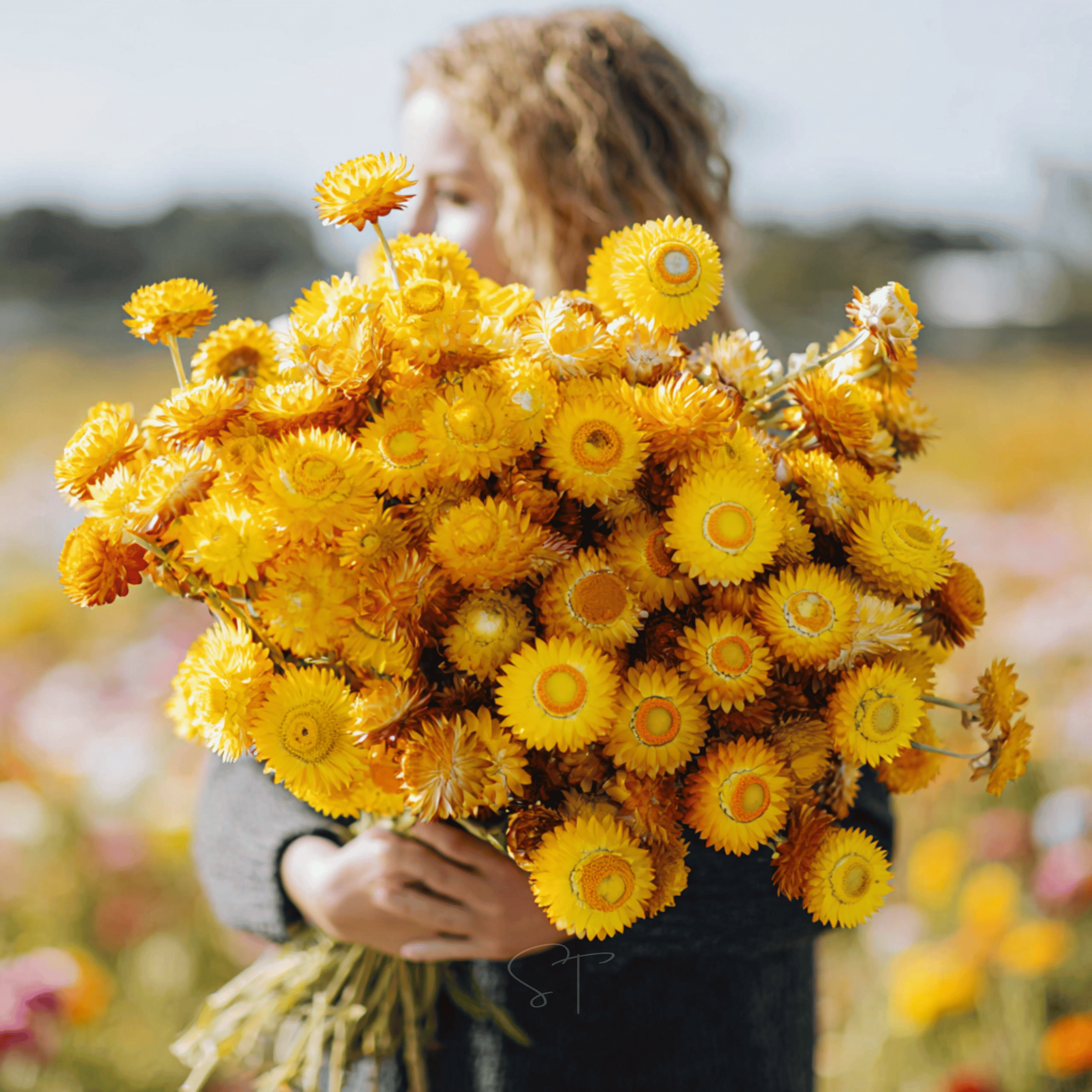 Yellow Strawflower – 100 Seeds seed packet from Seed Therapy – American - grown, heirloom seeds
