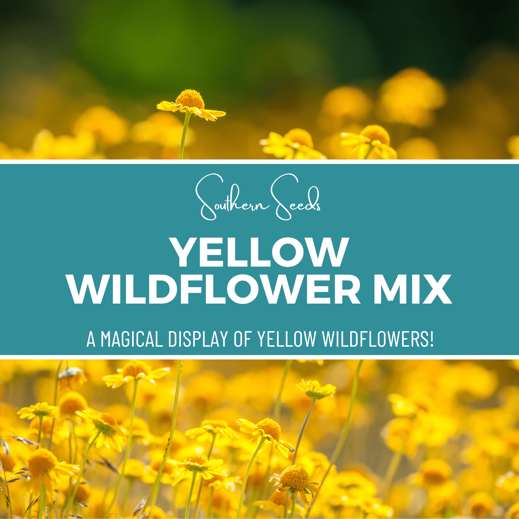 Yellow Wildflower Seed Mix - Brighten Your Garden - 1,000 Seeds seed packet from Seed Therapy – American - grown, heirloom seeds