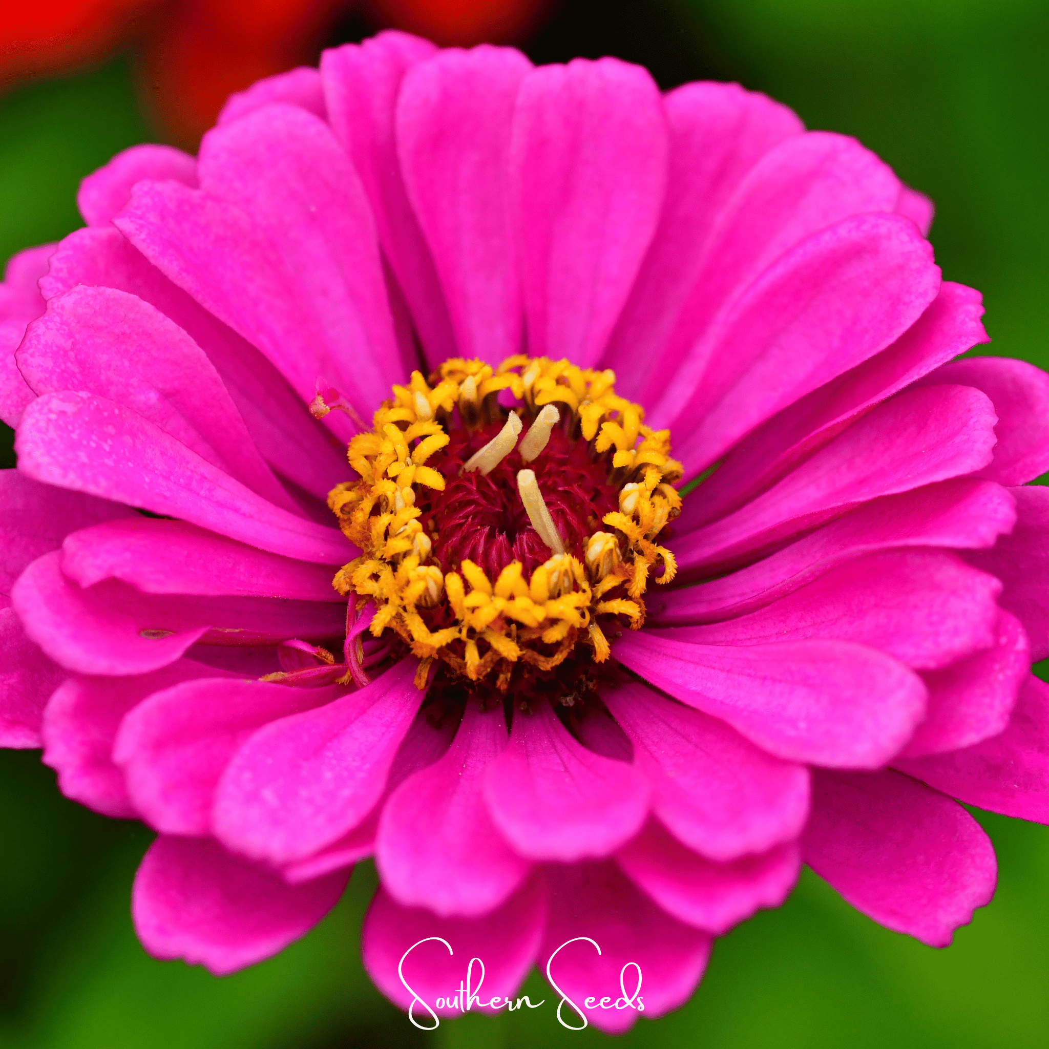 Zinnia, Blueberry Cheesecake (Zinnia elegans) - 100 Seeds seed packet from Seed Therapy – American - grown, heirloom seeds