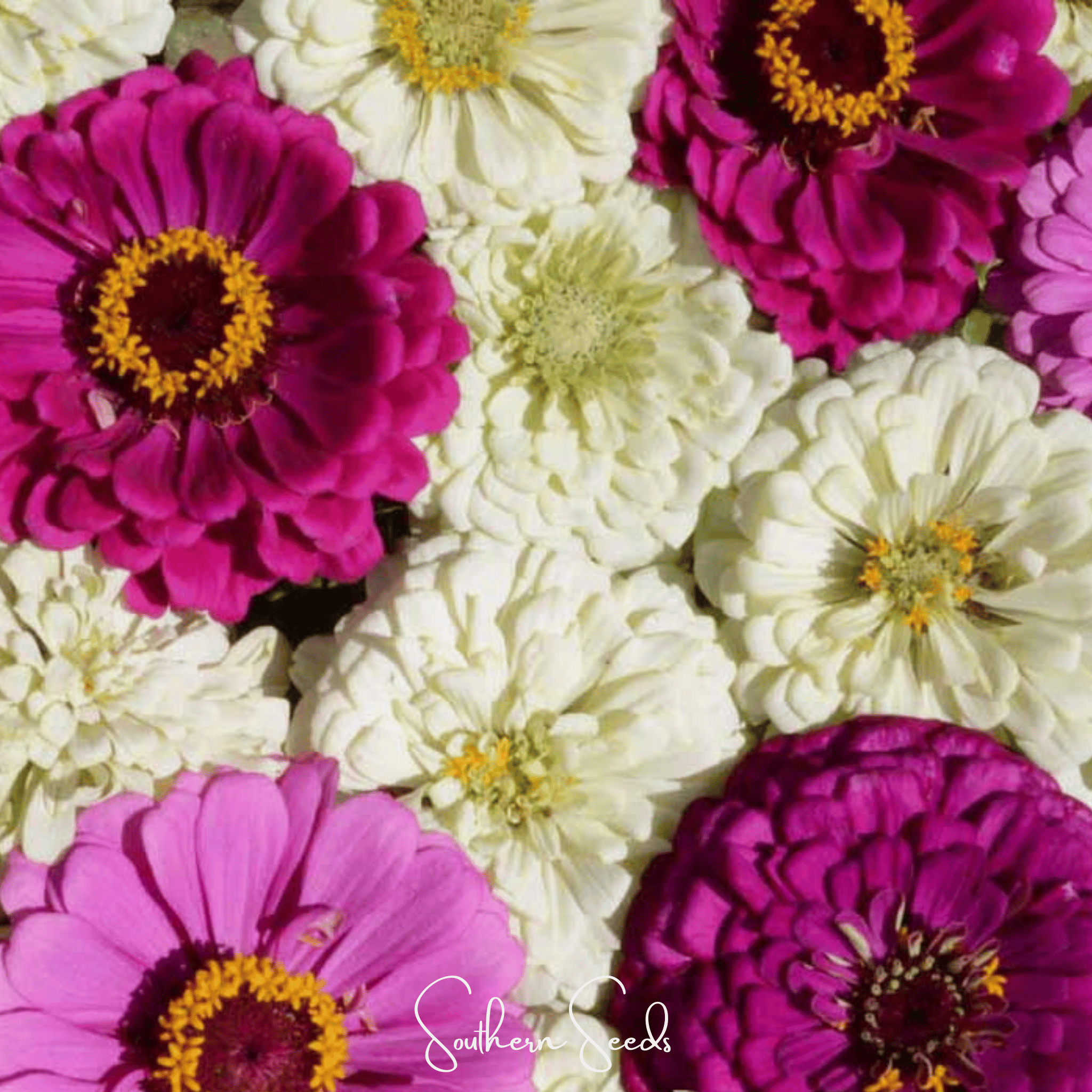 Zinnia, Blueberry Cheesecake (Zinnia elegans) - 100 Seeds seed packet from Seed Therapy – American - grown, heirloom seeds