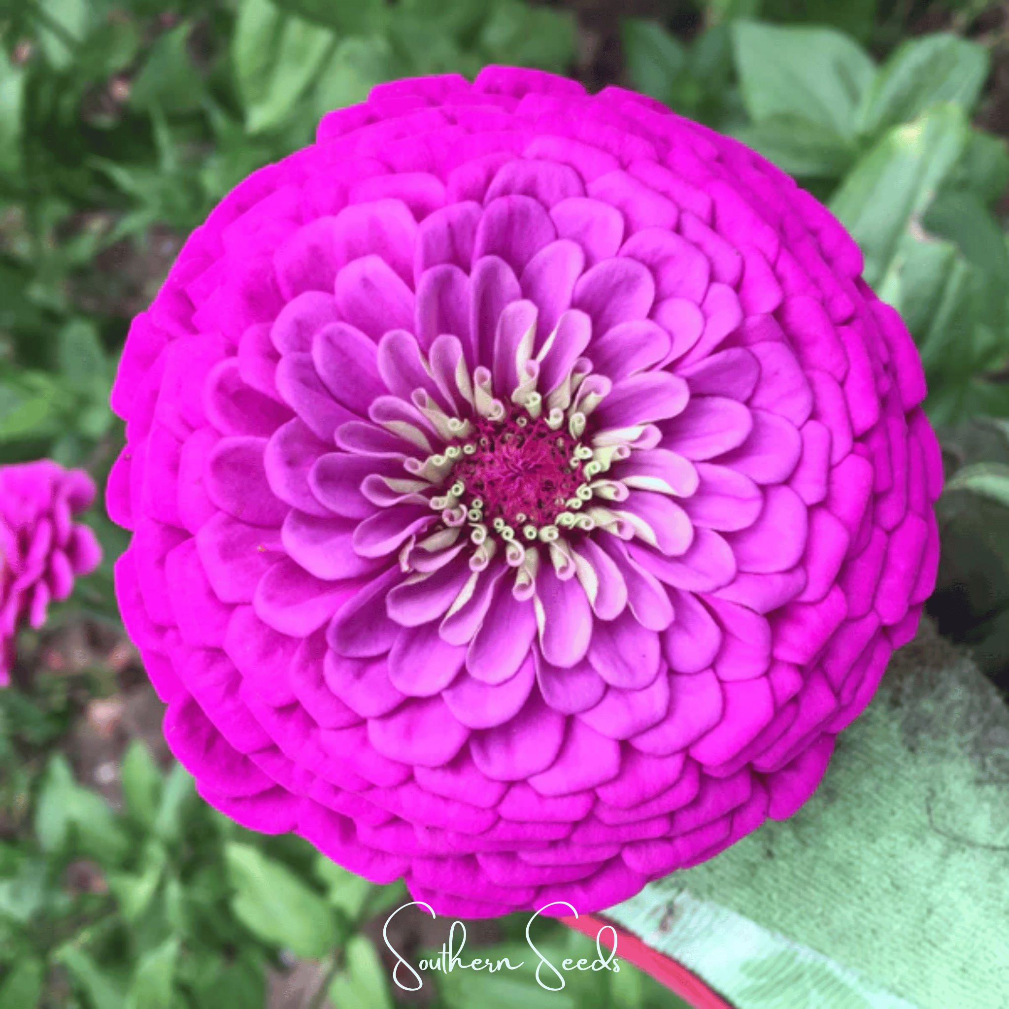 Zinnia, Blueberry Cheesecake (Zinnia elegans) - 100 Seeds seed packet from Seed Therapy – American - grown, heirloom seeds