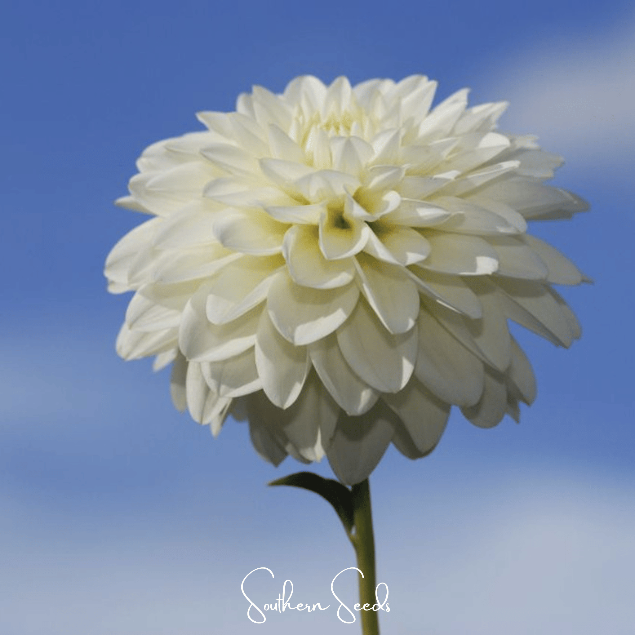 Zinnia, Blueberry Cheesecake (Zinnia elegans) - 100 Seeds seed packet from Seed Therapy – American - grown, heirloom seeds