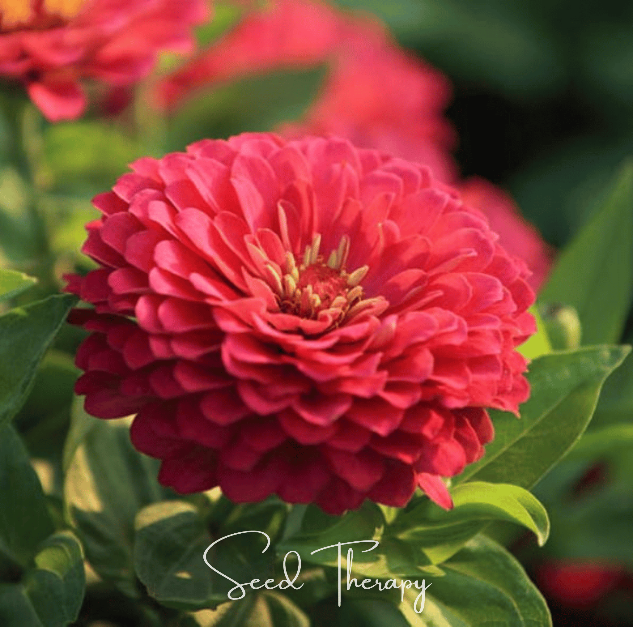 Zinnia, Coral (Zinnia elegans) - 100 Seeds seed packet from Seed Therapy – American - grown, heirloom seeds
