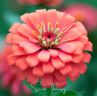 Zinnia, Coral (Zinnia elegans) - 100 Seeds seed packet from Seed Therapy – American - grown, heirloom seeds