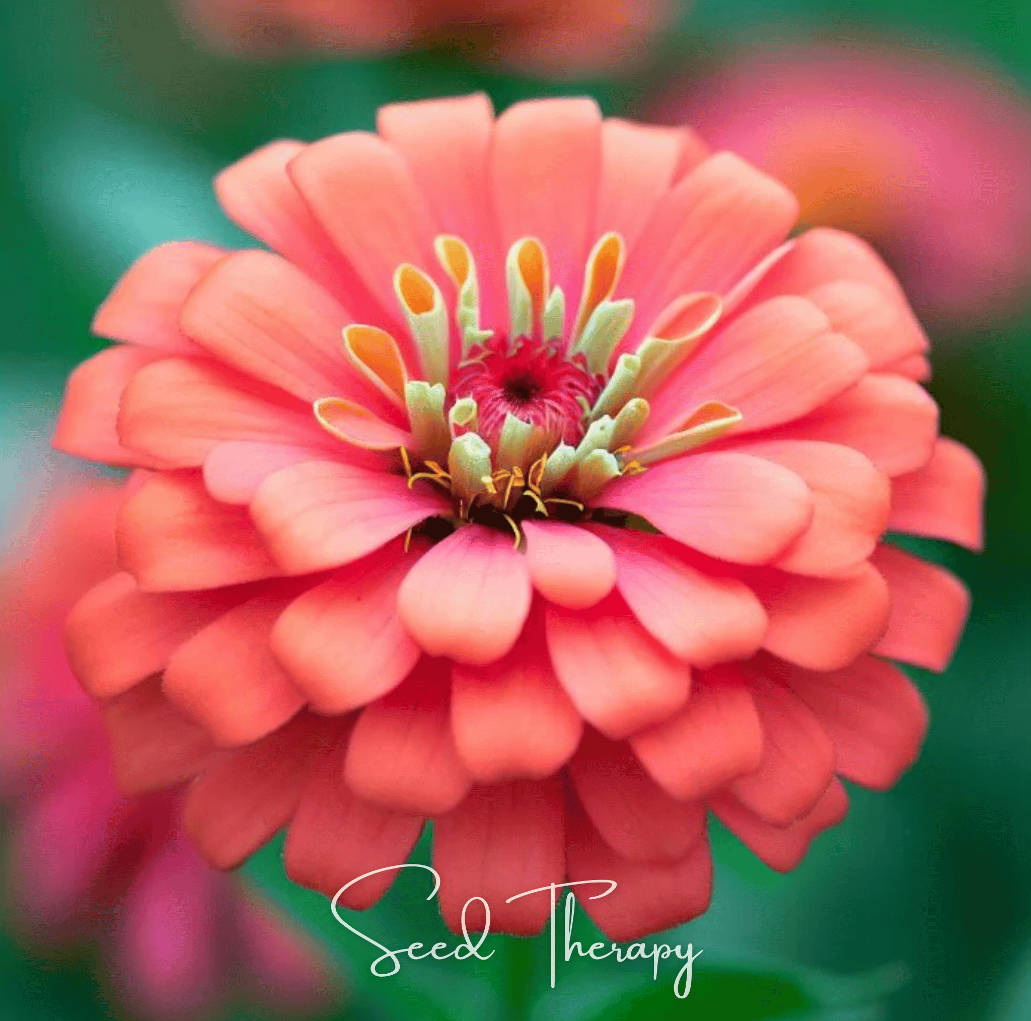 Zinnia, Coral (Zinnia elegans) - 100 Seeds seed packet from Seed Therapy – American - grown, heirloom seeds