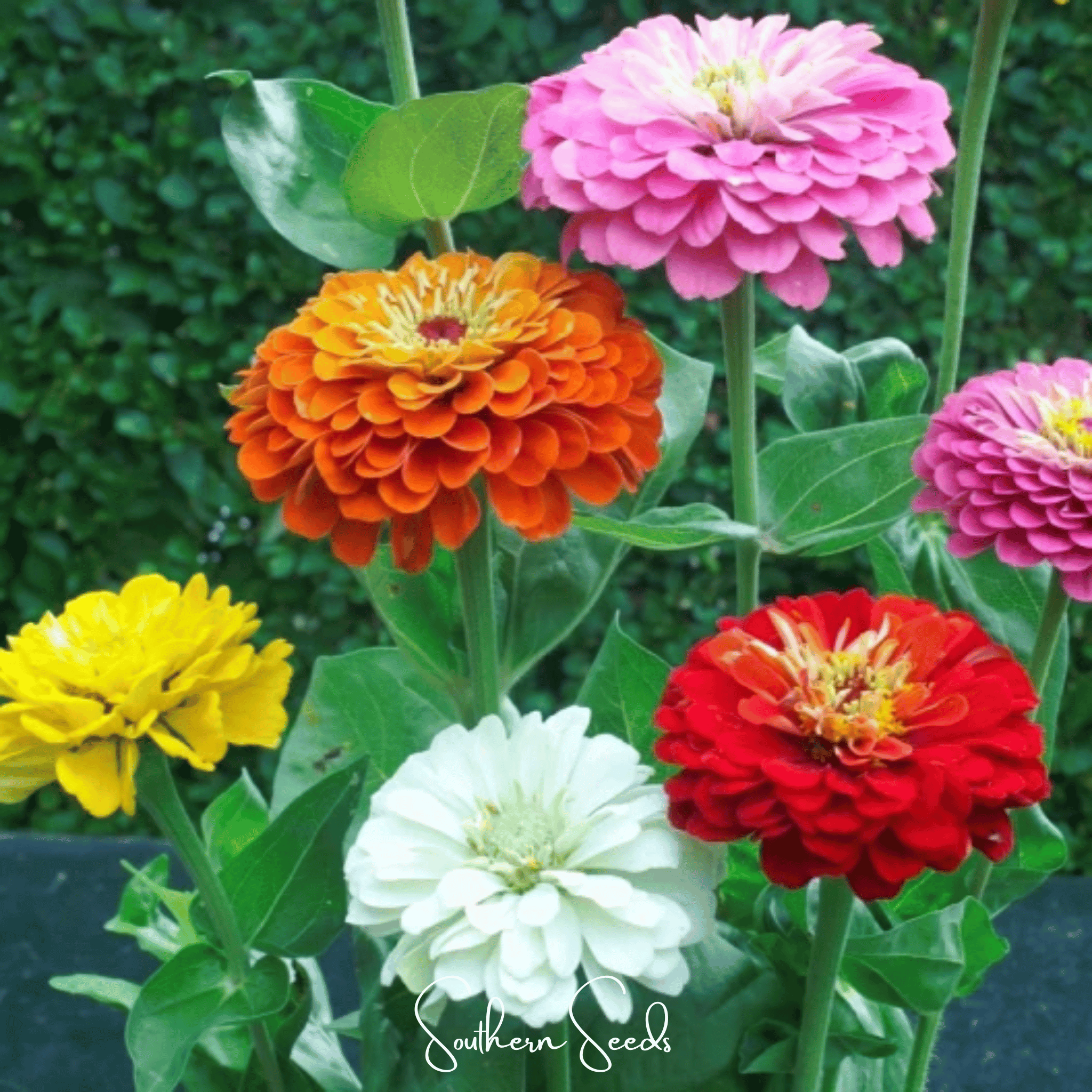 Zinnia, Dahlia Flowered (Zinnia elegans) - 100 Seeds seed packet from Seed Therapy – American - grown, heirloom seeds