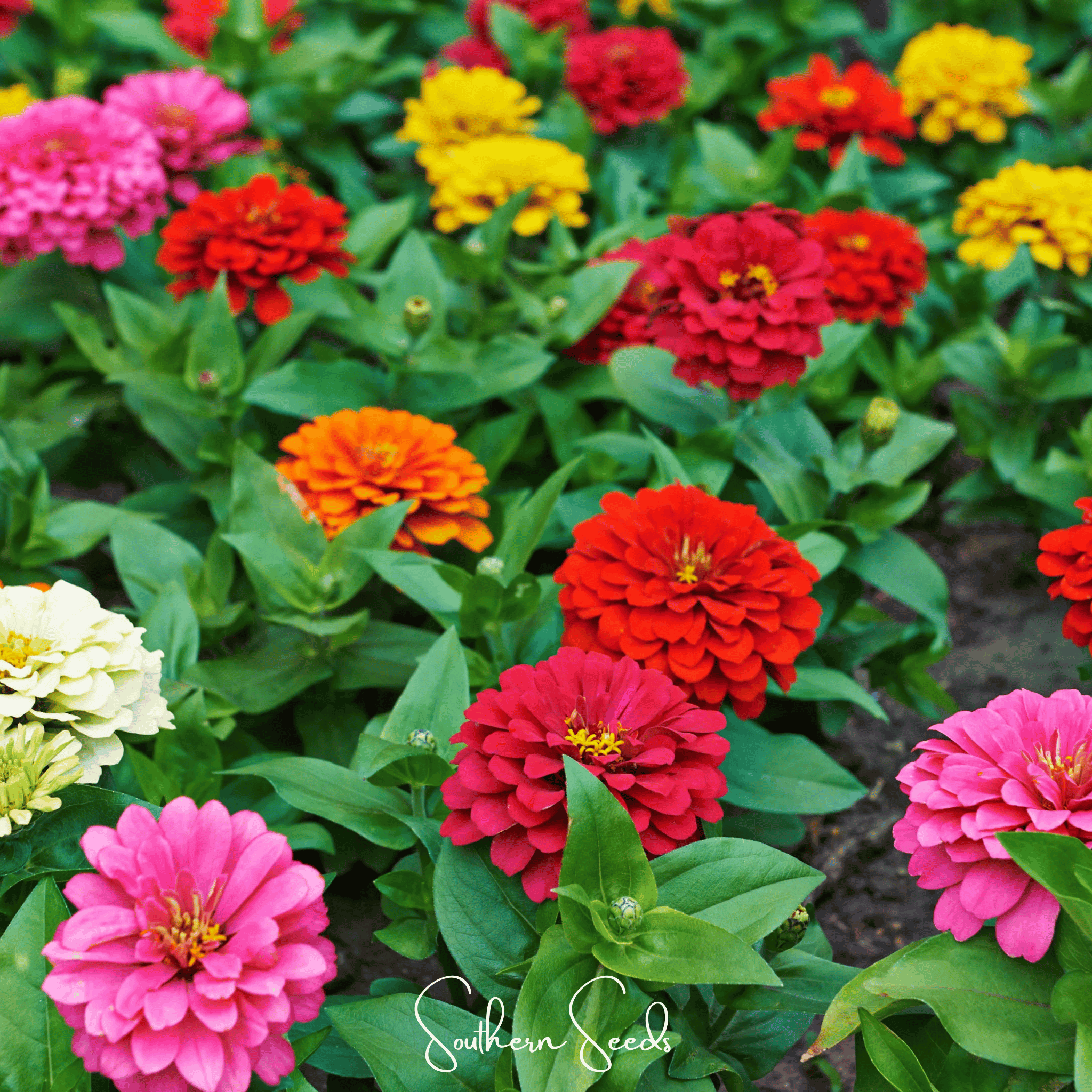 Zinnia, Dahlia Flowered (Zinnia elegans) - 100 Seeds seed packet from Seed Therapy – American - grown, heirloom seeds