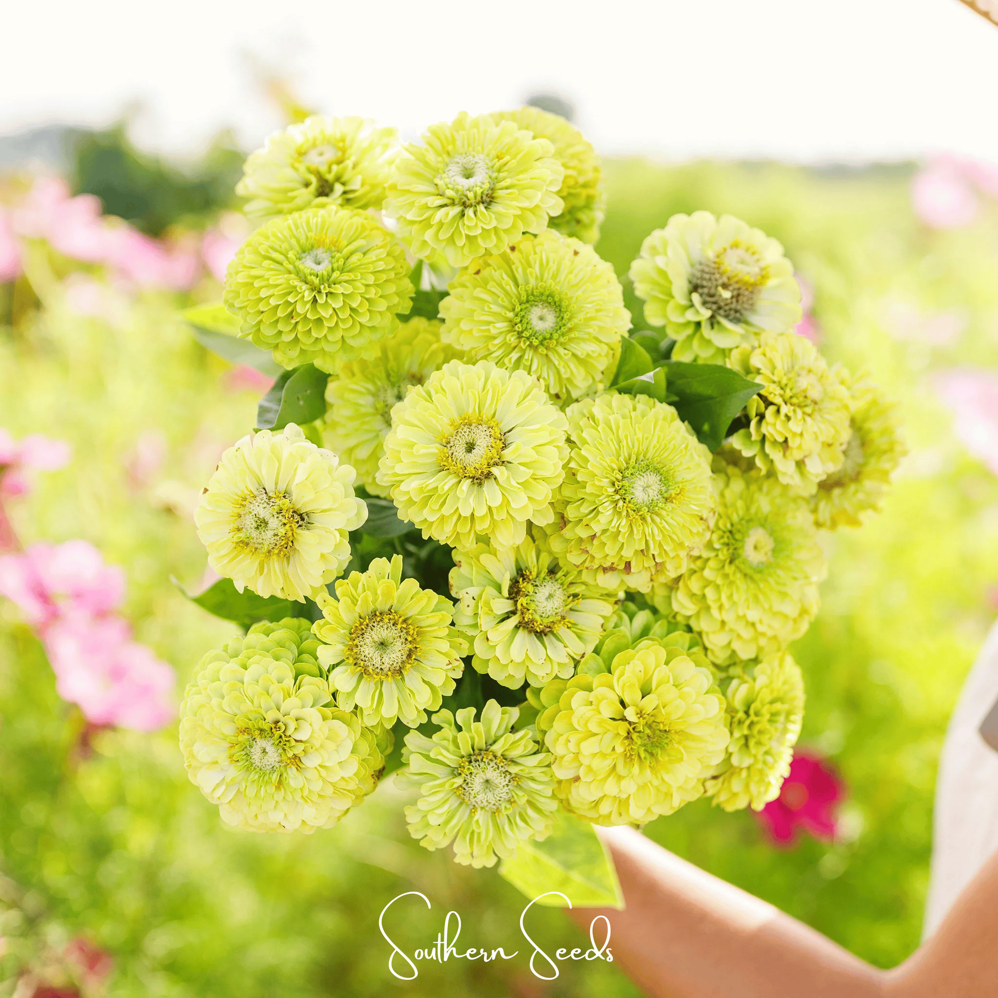 Zinnia, Envy Green (Zinnia elegans) - 25 Seeds seed packet from Seed Therapy – American - grown, heirloom seeds