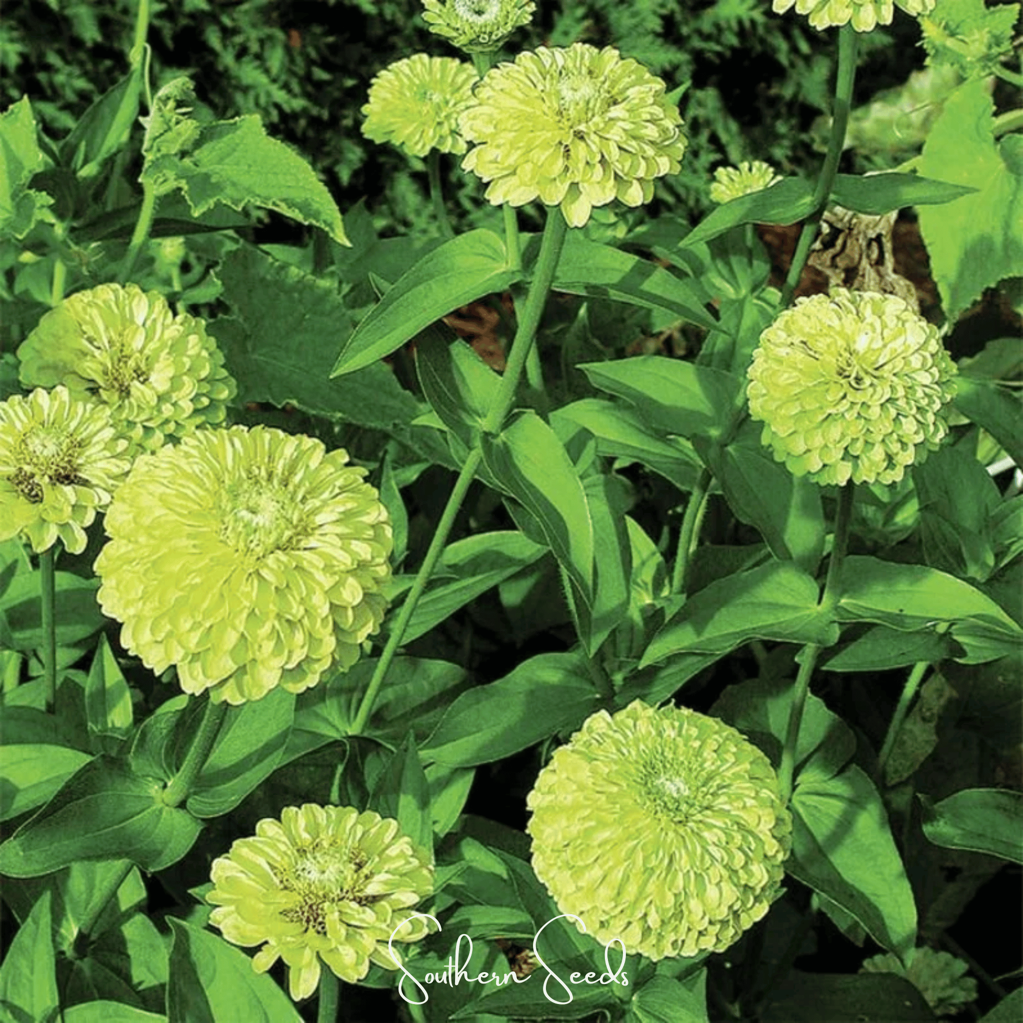 Zinnia, Envy Green (Zinnia elegans) - 25 Seeds seed packet from Seed Therapy – American - grown, heirloom seeds