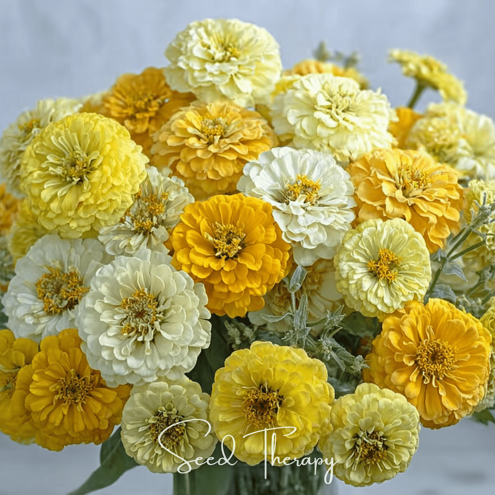 Zinnia, Lemon Meringue (Zinnia elegans) - 100 Seeds seed packet from Seed Therapy – American - grown, heirloom seeds