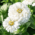 Zinnia, Lemon Meringue (Zinnia elegans) - 100 Seeds seed packet from Seed Therapy – American - grown, heirloom seeds
