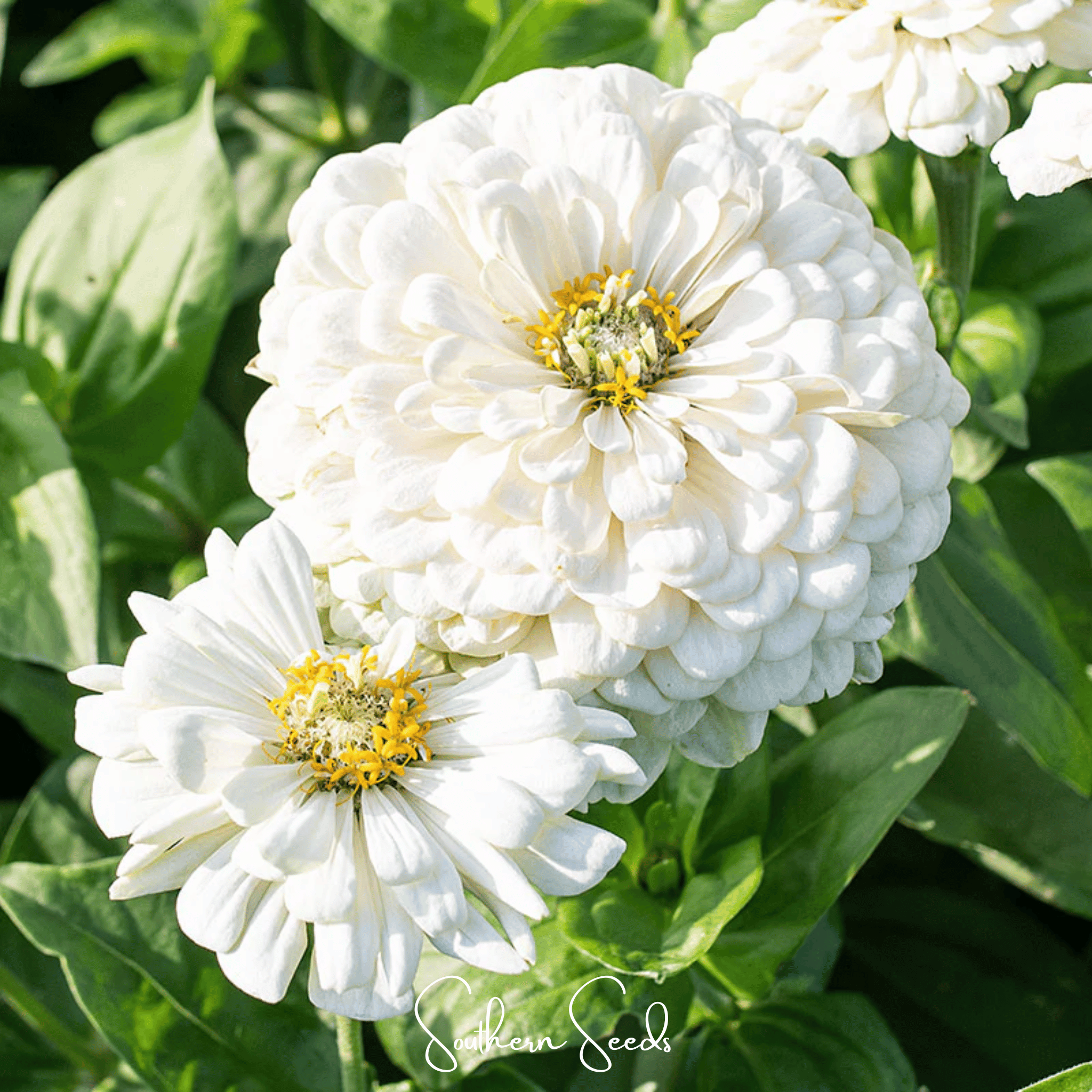 Zinnia, Lemon Meringue (Zinnia elegans) - 100 Seeds seed packet from Seed Therapy – American - grown, heirloom seeds