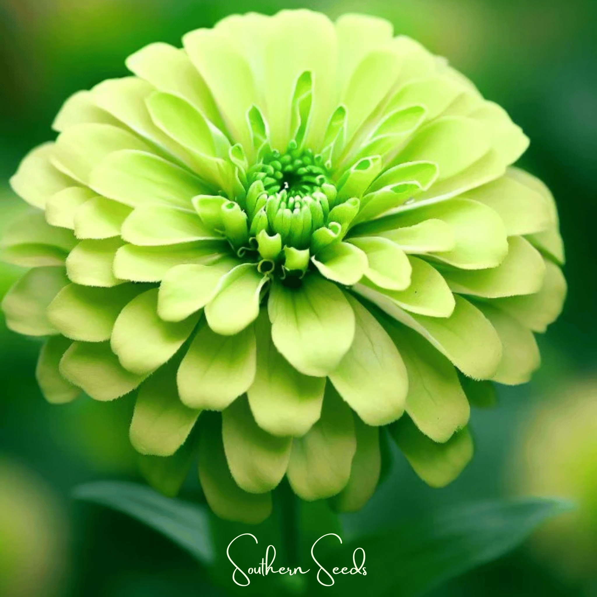 Zinnia, Lemon Meringue (Zinnia elegans) - 100 Seeds seed packet from Seed Therapy – American - grown, heirloom seeds