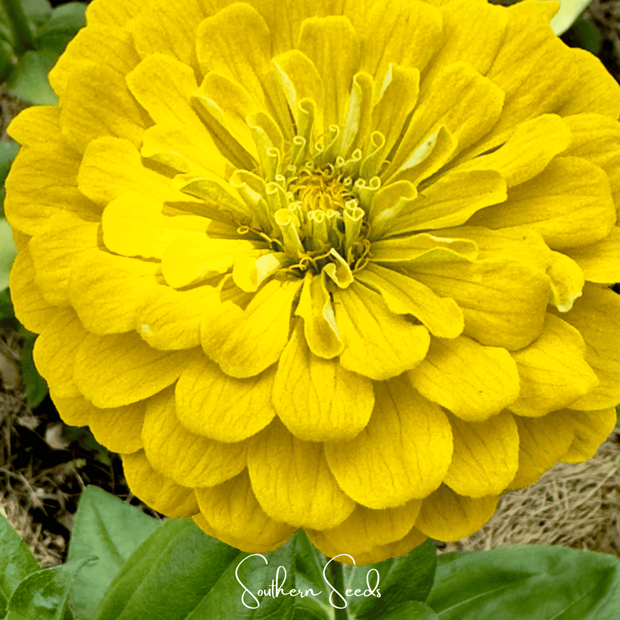 Zinnia, Lemon Meringue (Zinnia elegans) - 100 Seeds seed packet from Seed Therapy – American - grown, heirloom seeds